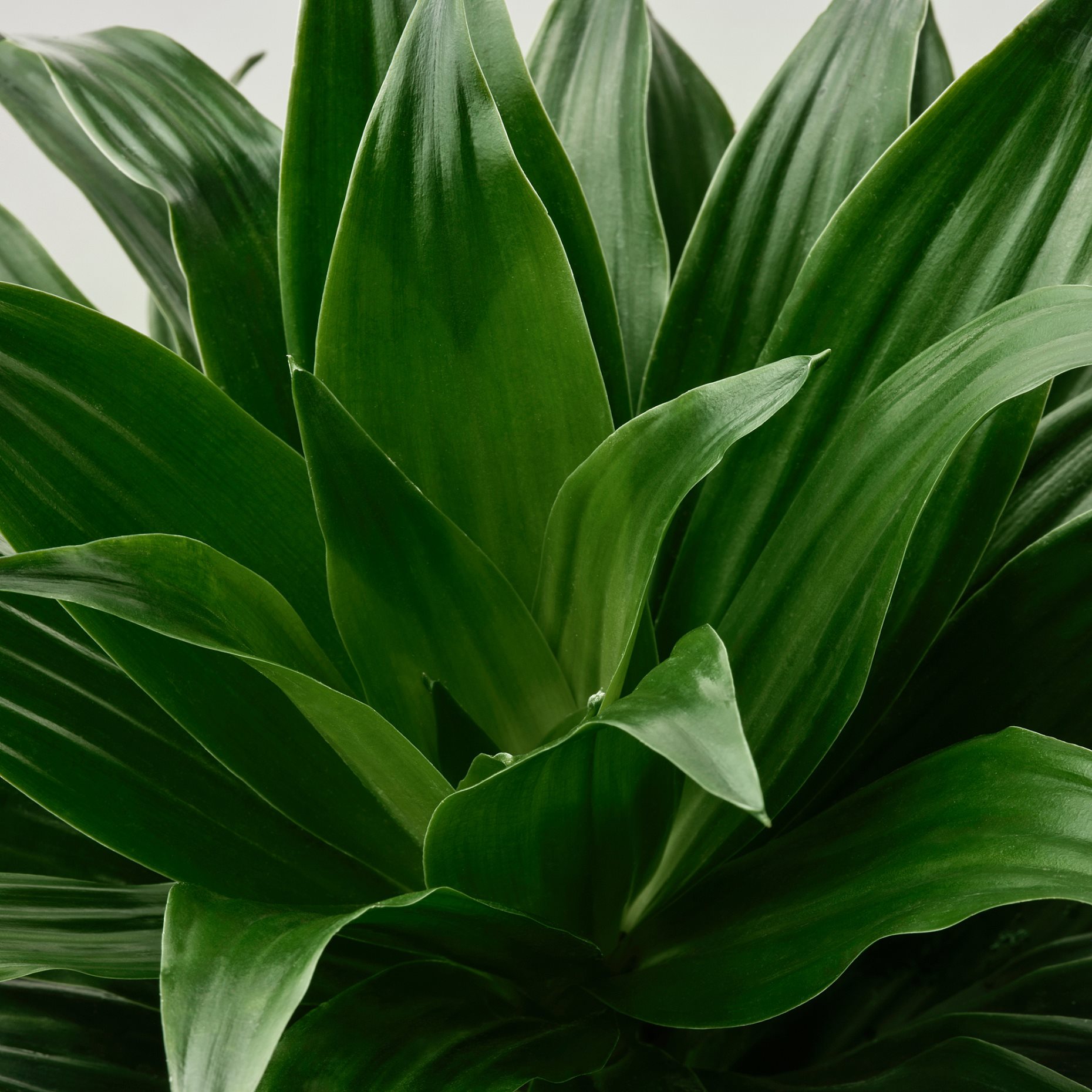 TROPISK, φυτό σε γλάστρα, 17 cm, 905.986.79