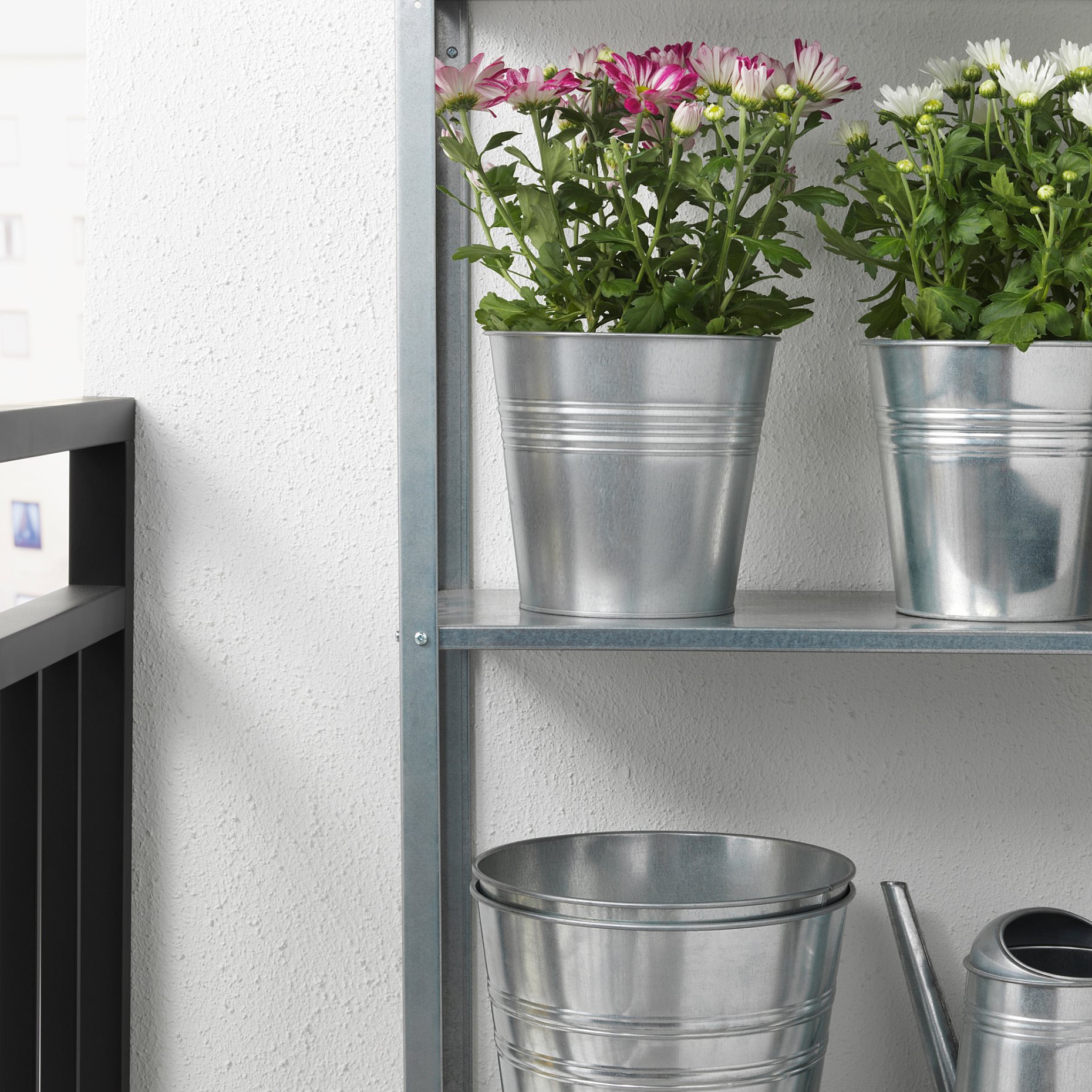 CHRYSANTHEMUM, potted plant/Chrysanthemums, 15 cm, 906.127.60