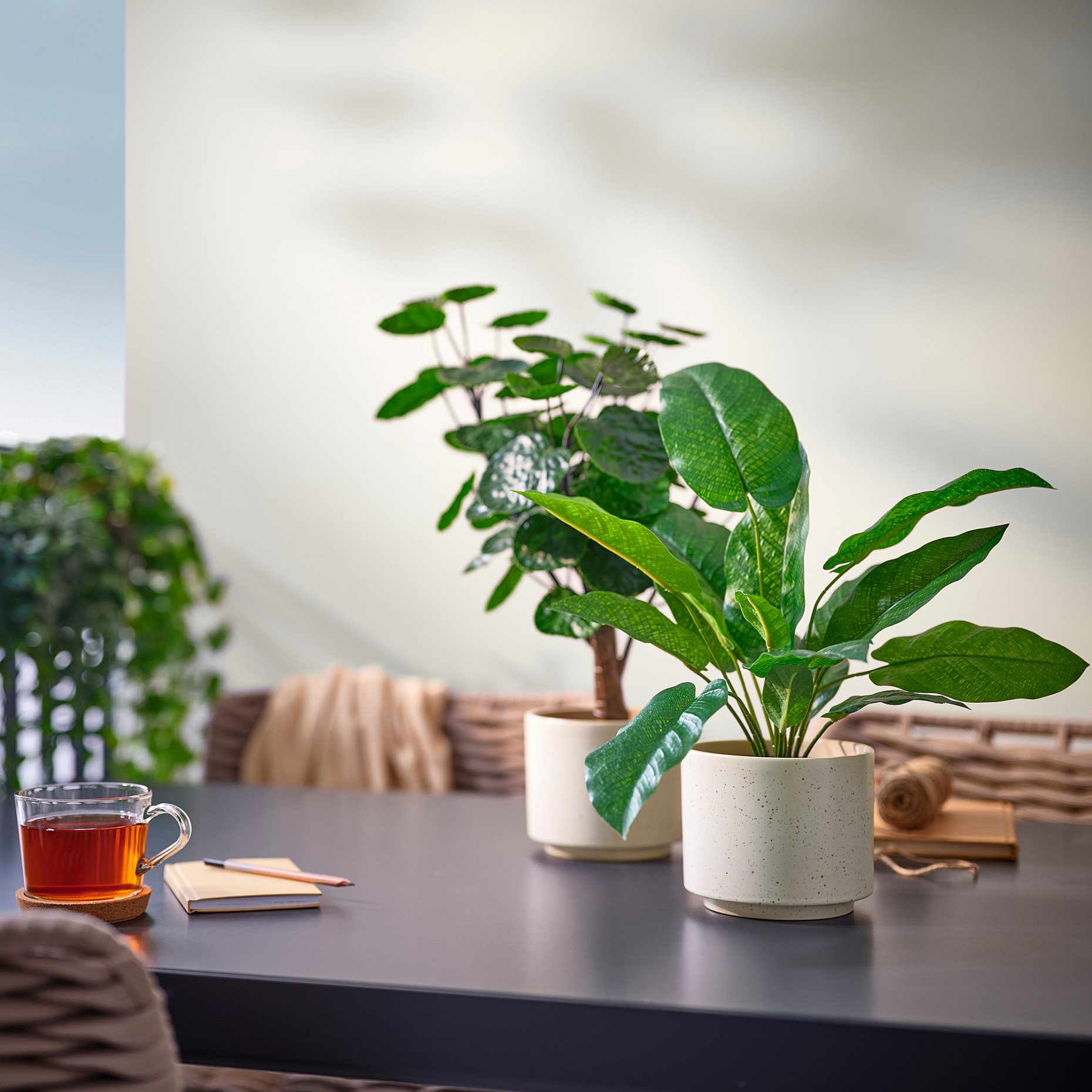 SANDKÖRSBÄR, plant pot in/outdoor, 12 cm, 906.218.25