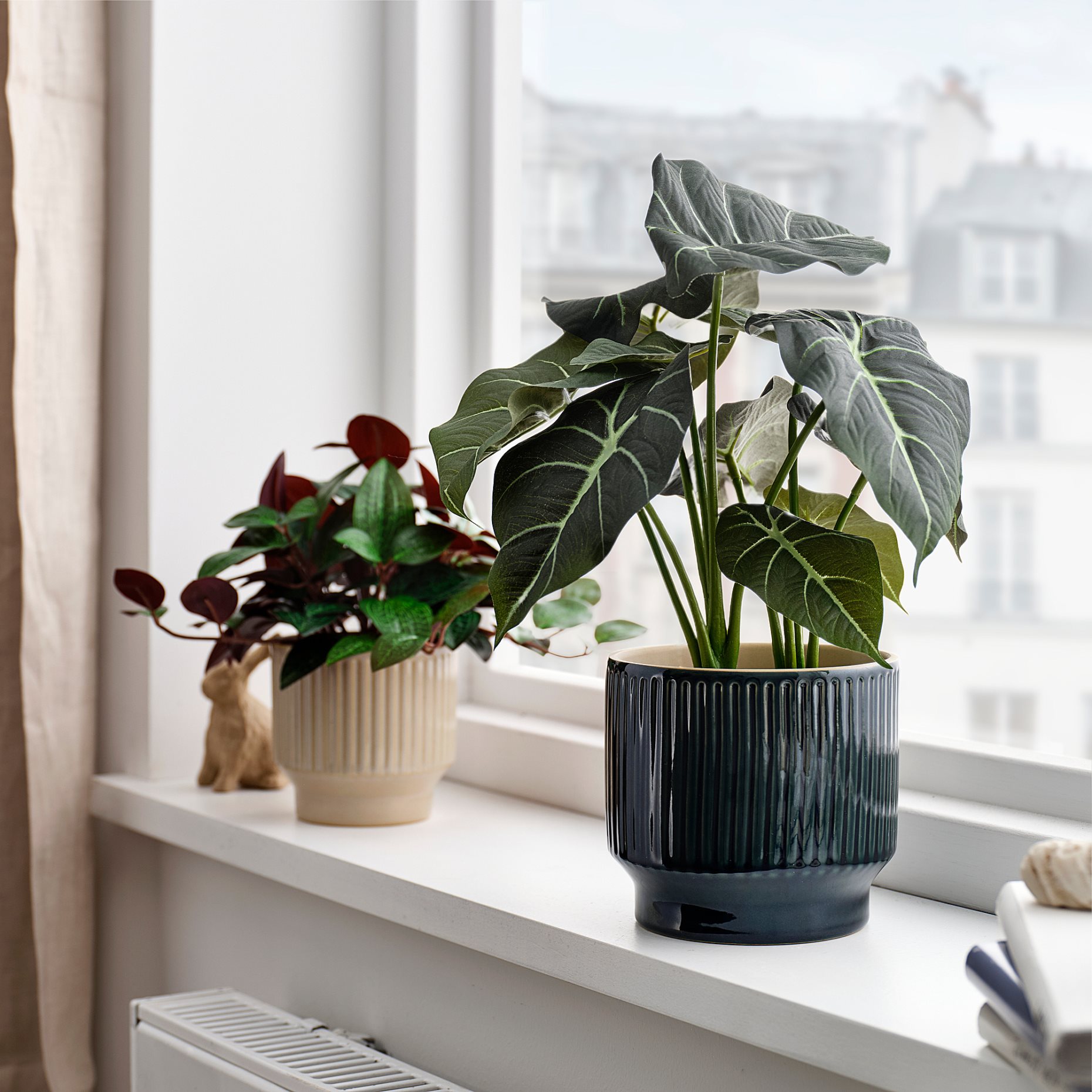 HONUNGSPALM, plant pot in/outdoor, 12 cm, 906.413.43