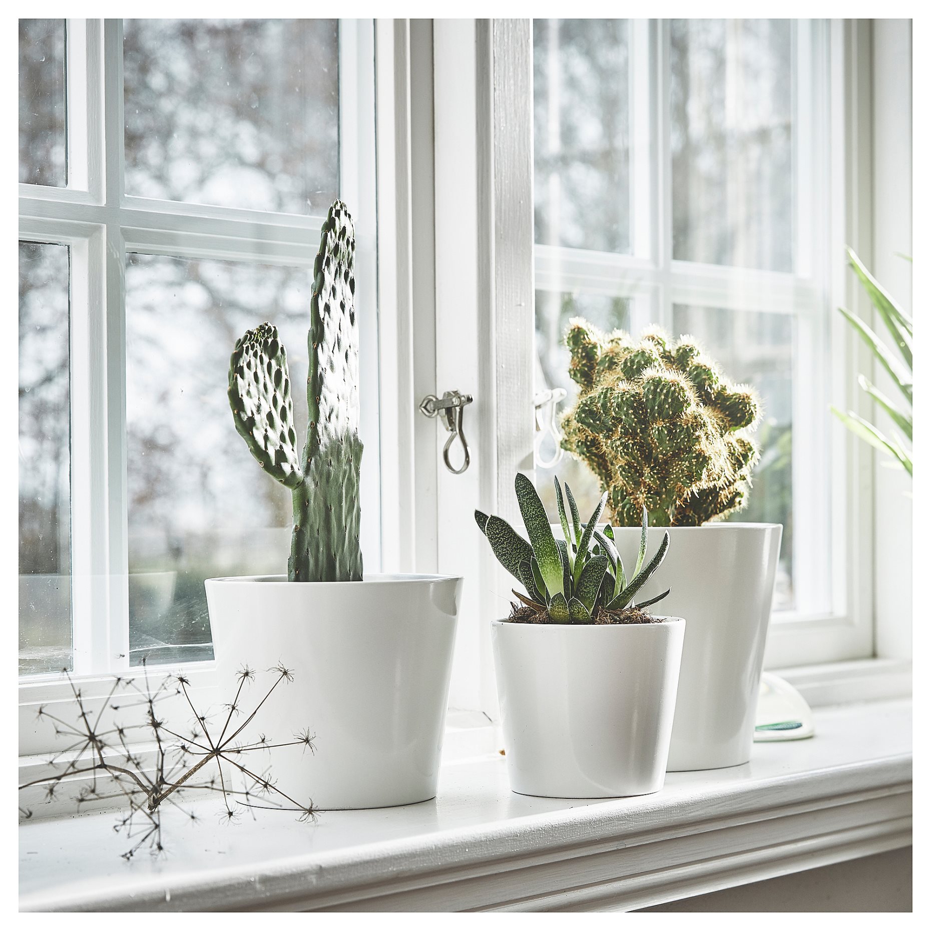 SOJABÖNA, plant pot, 12 cm, 005.335.88