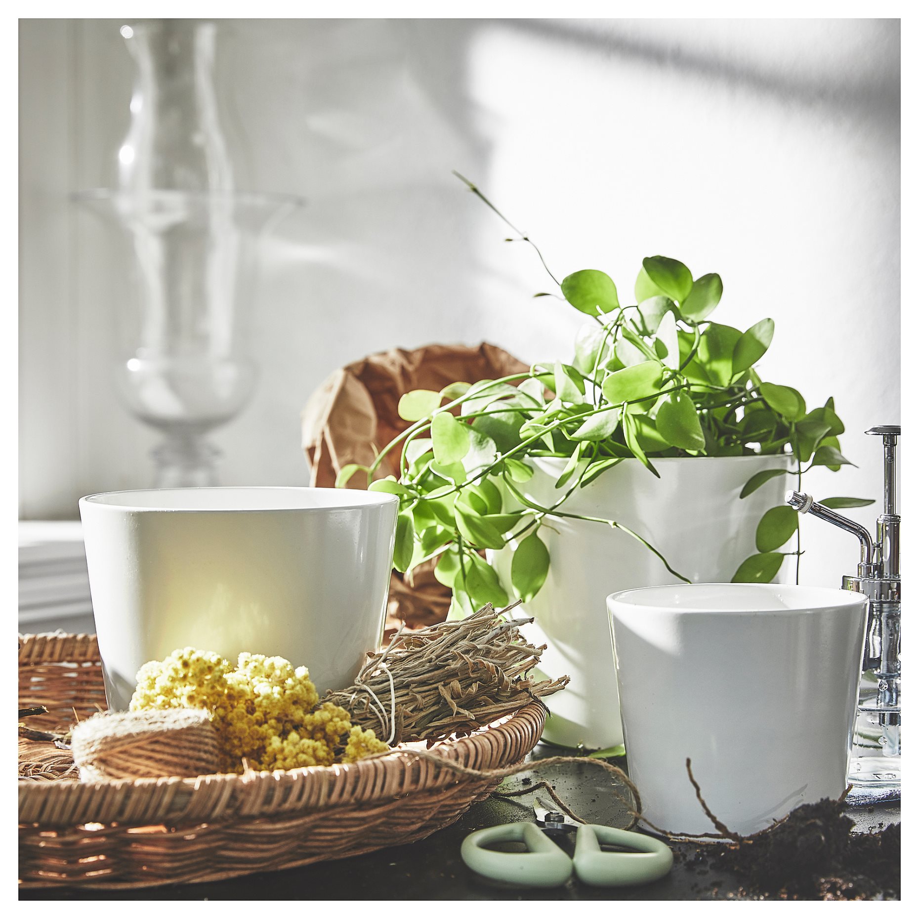 SOJABÖNA, plant pot, 12 cm, 005.335.88