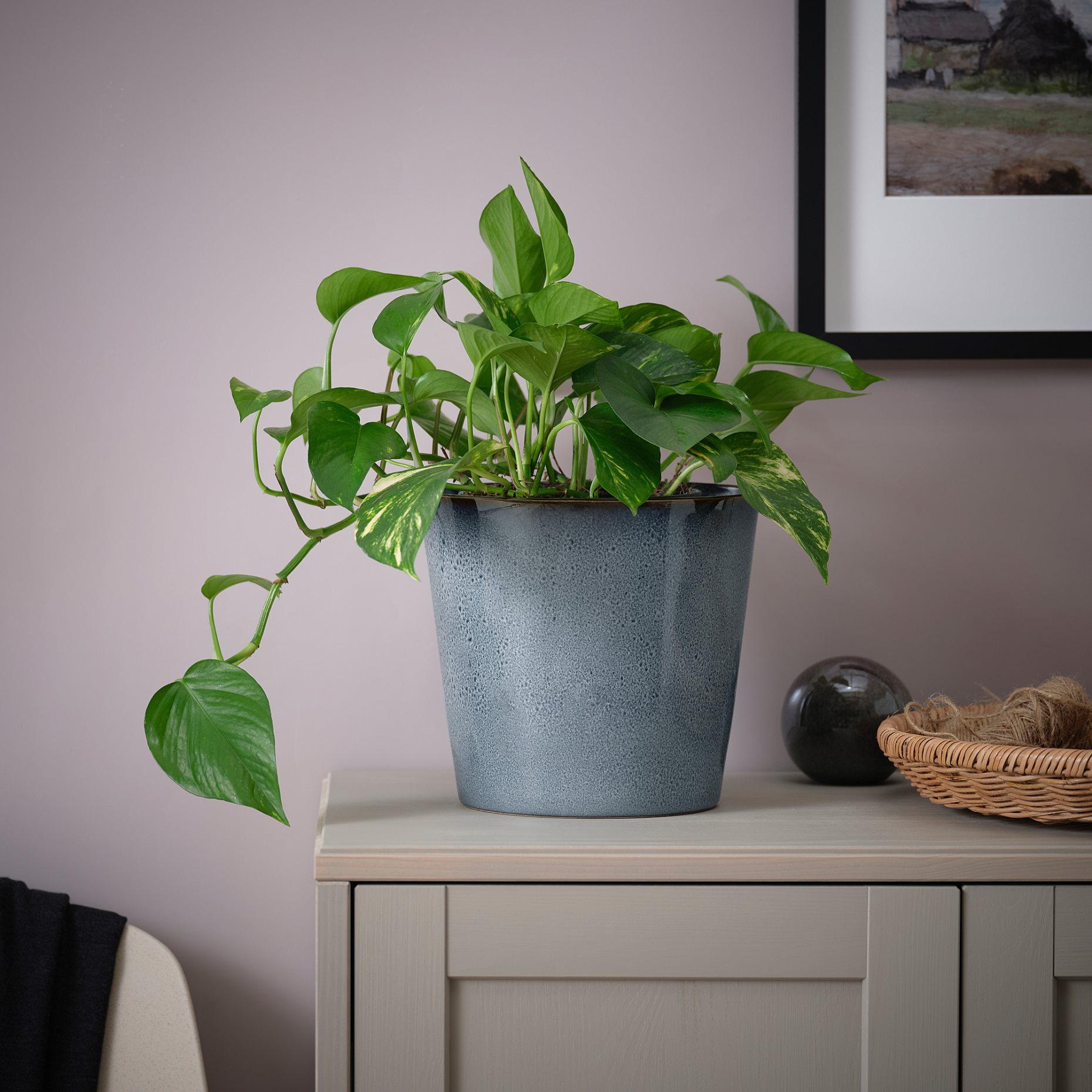 FJÄRILSBUSKE, plant pot/in/outdoor, 19 cm, 005.866.90