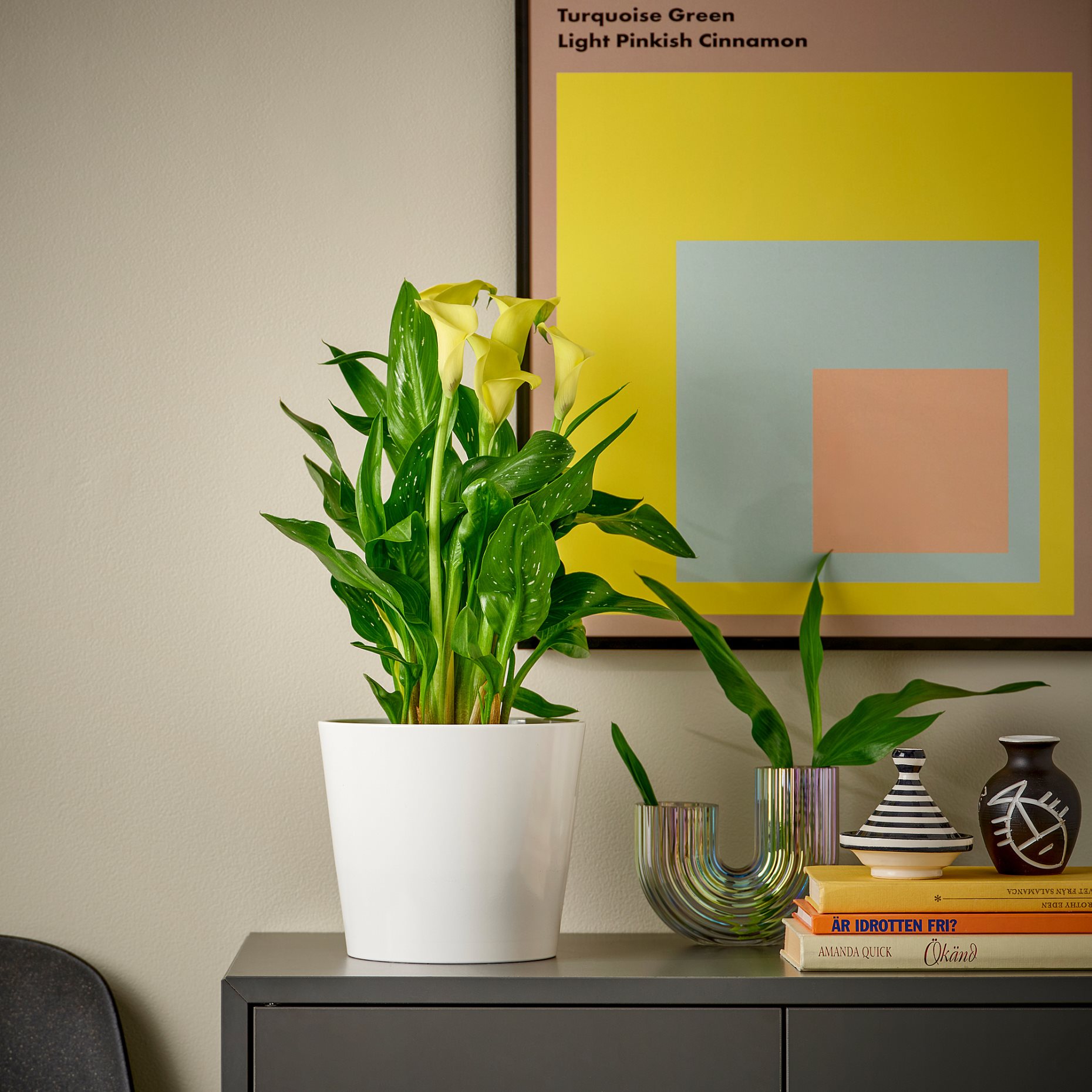 ZANTEDESCHIA, φυτό σε γλάστρα/Κρίνος, 14 cm, 006.239.99
