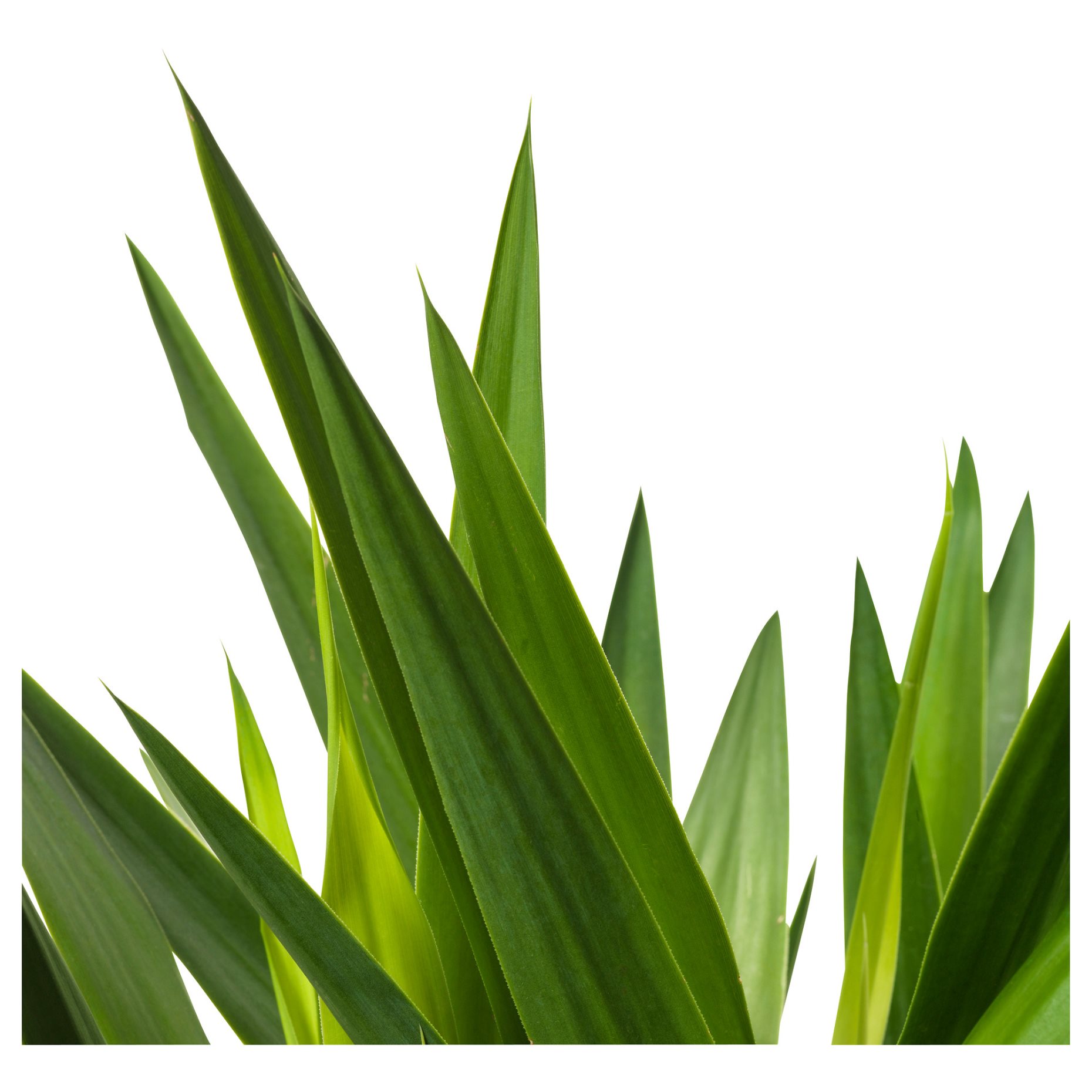YUCCA ELEPHANTIPES, potted plant, Spineless yucca/2-stem, 103.293.08