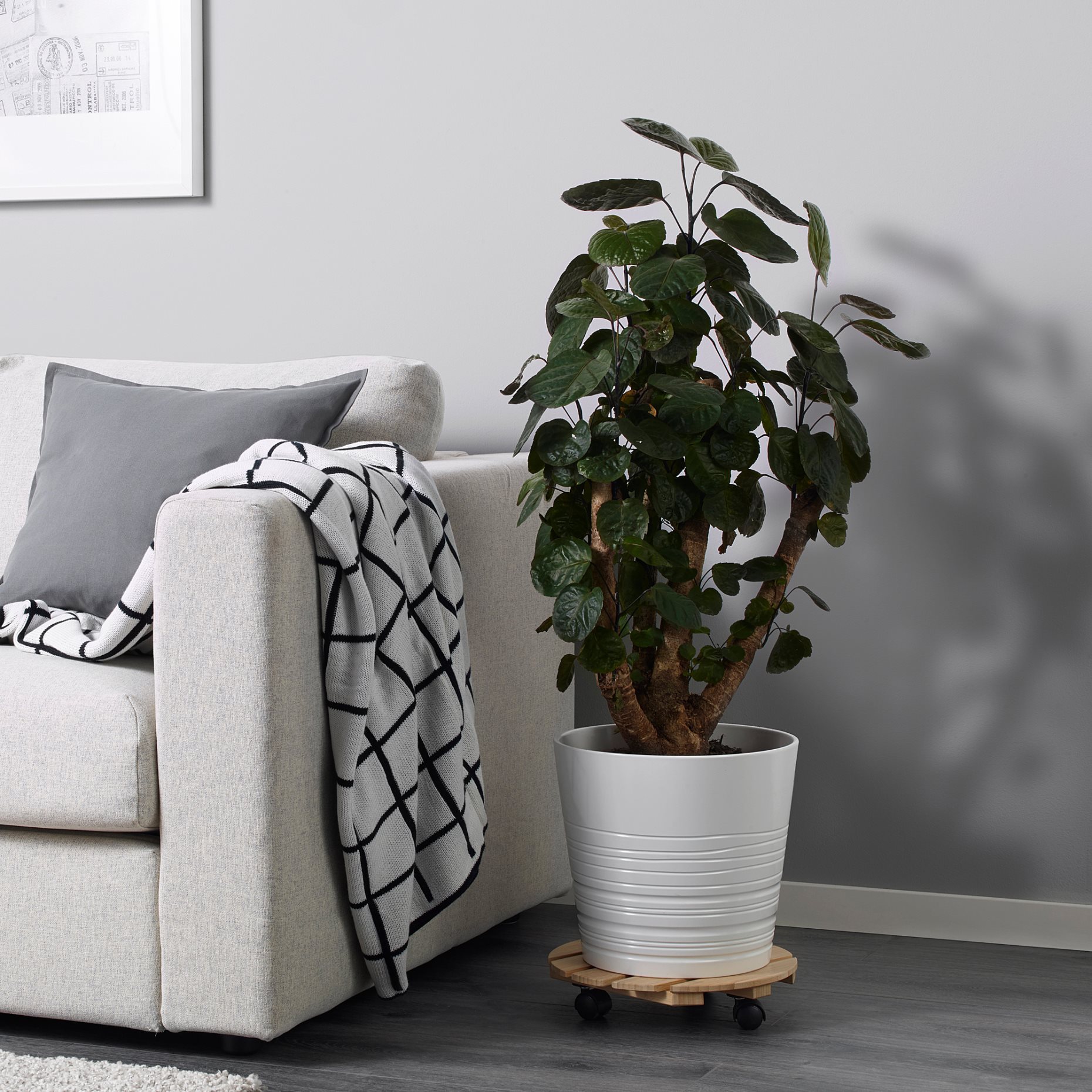 POLYSCIAS, potted plant/assorted, 24 cm, 203.874.11