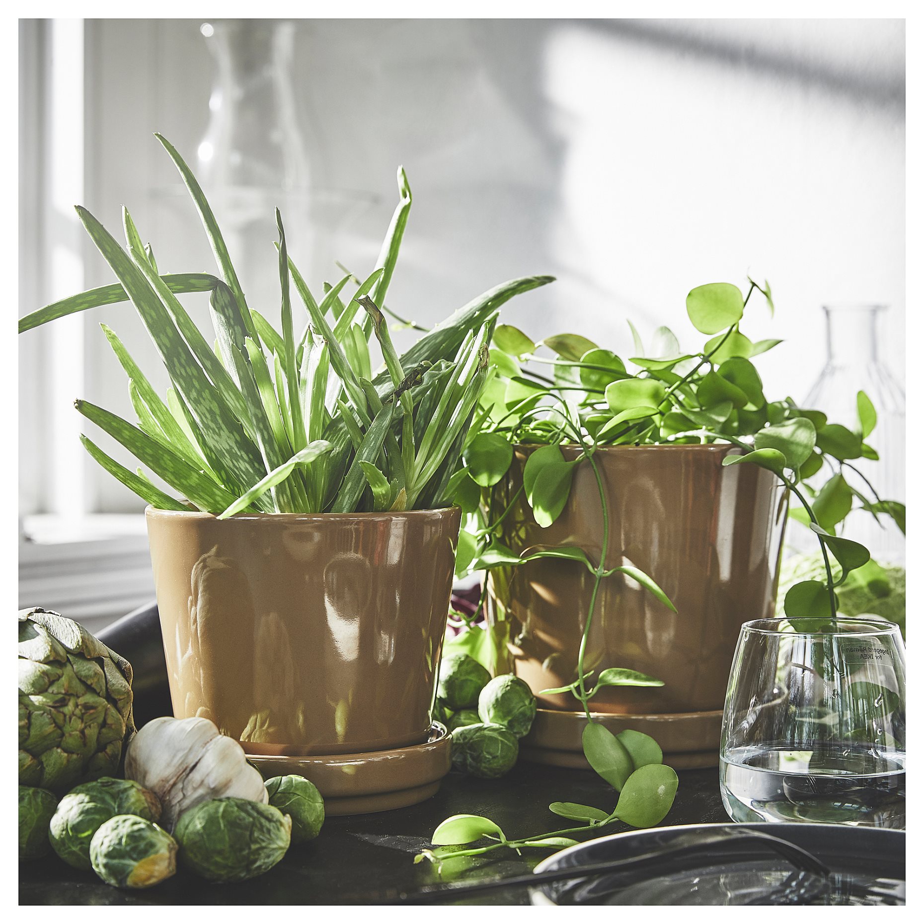 CITRUSFRUKT, plant pot with saucer in/outdoor, 15 cm, 205.515.76