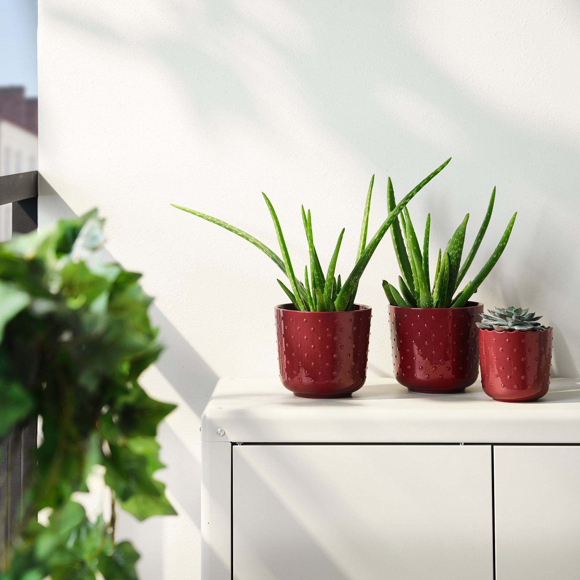 SESAMFRÖN, plant pot in/outdoor, 12 cm, 205.693.45