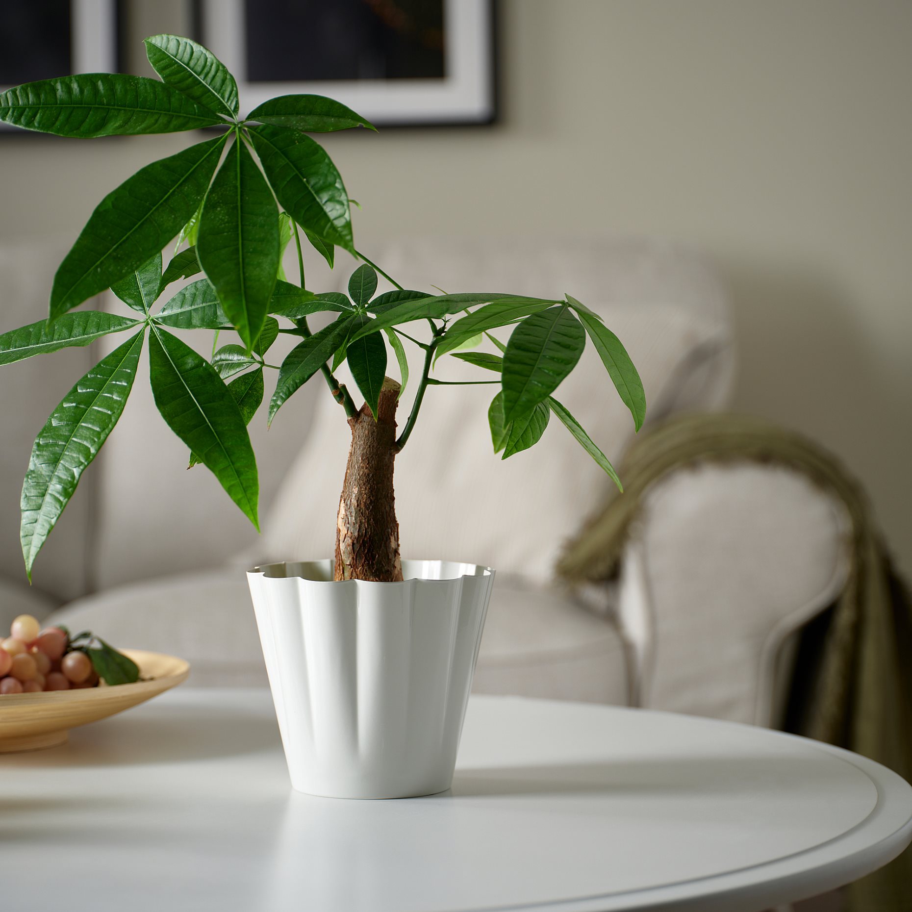 KVASTSPIREA, plant pot in/outdoor, 12 cm, 206.110.28