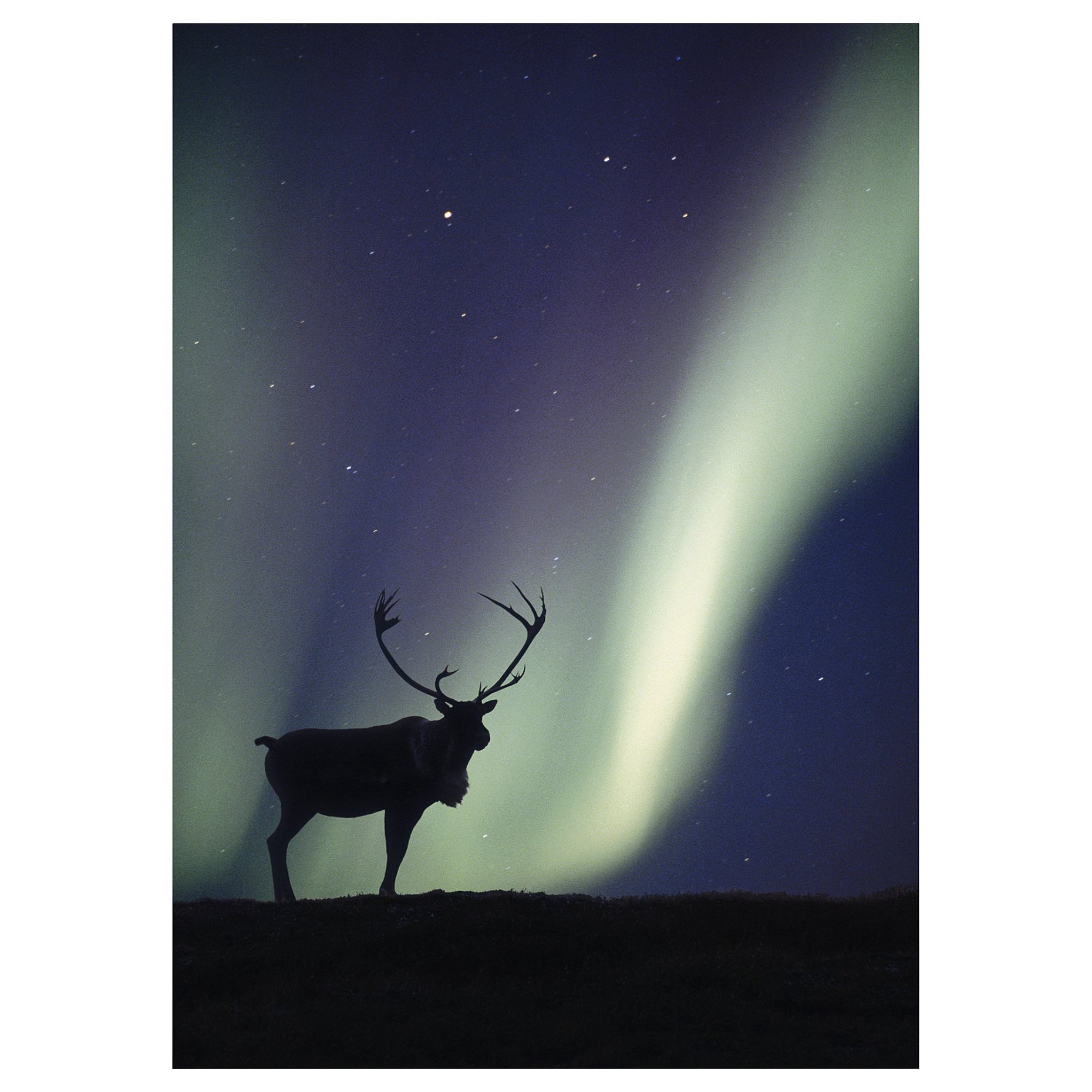 PJÄTTERYD, picture/northern lights deer, 50x70 cm, 306.187.84