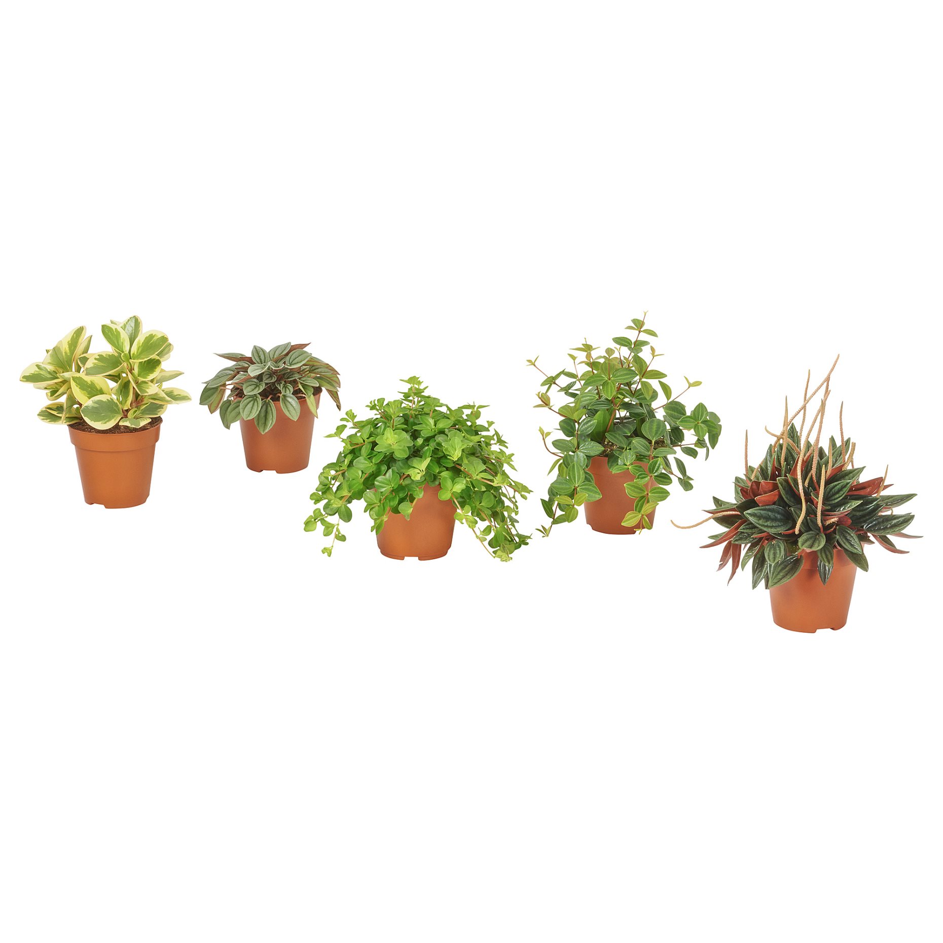 PEPEROMIA, potted plant, 12 cm, 405.751.28