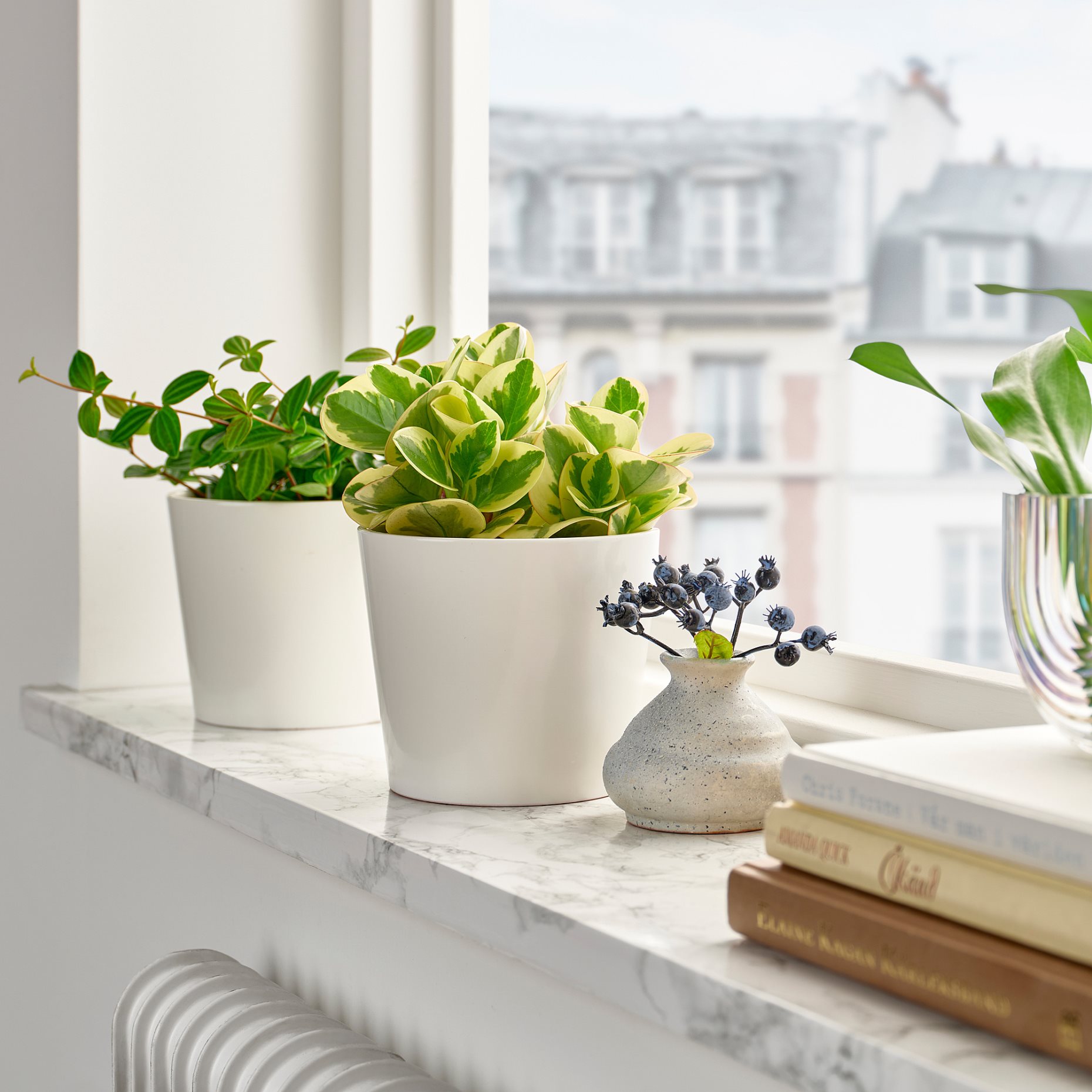 PEPEROMIA, potted plant, 12 cm, 405.751.28
