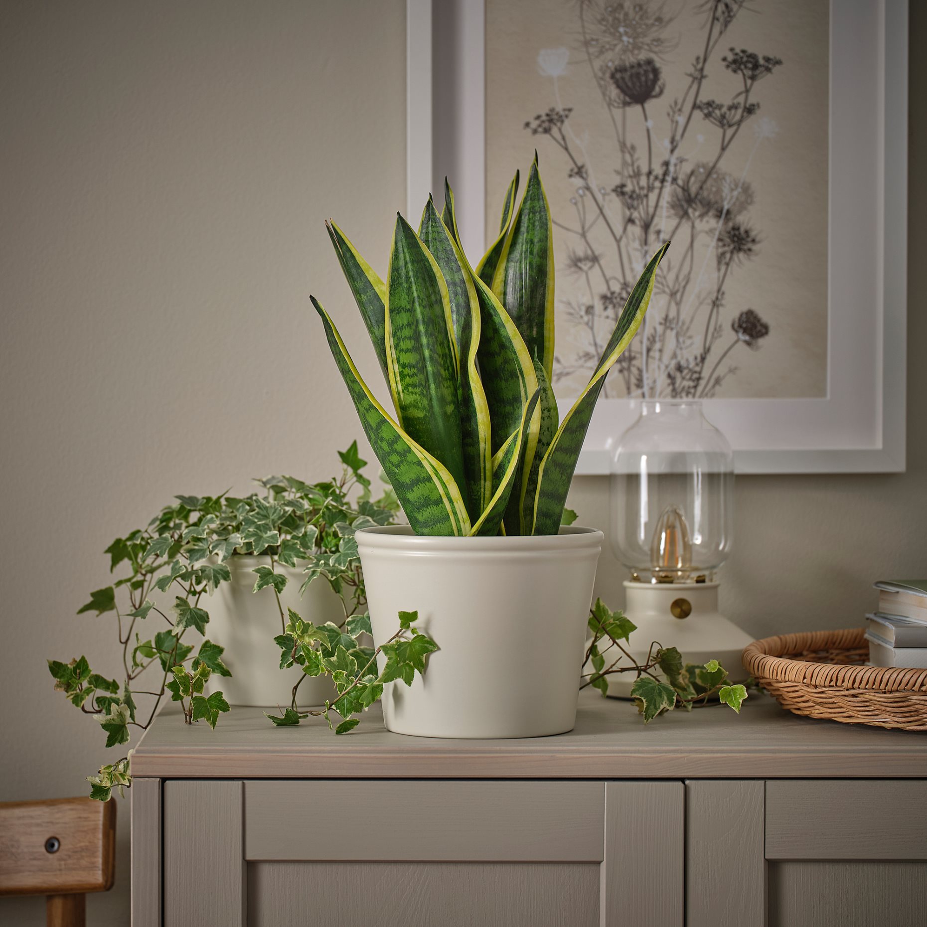 KÖRSBÄRSBJÖRK, plant pot, 15 cm, 405.917.36