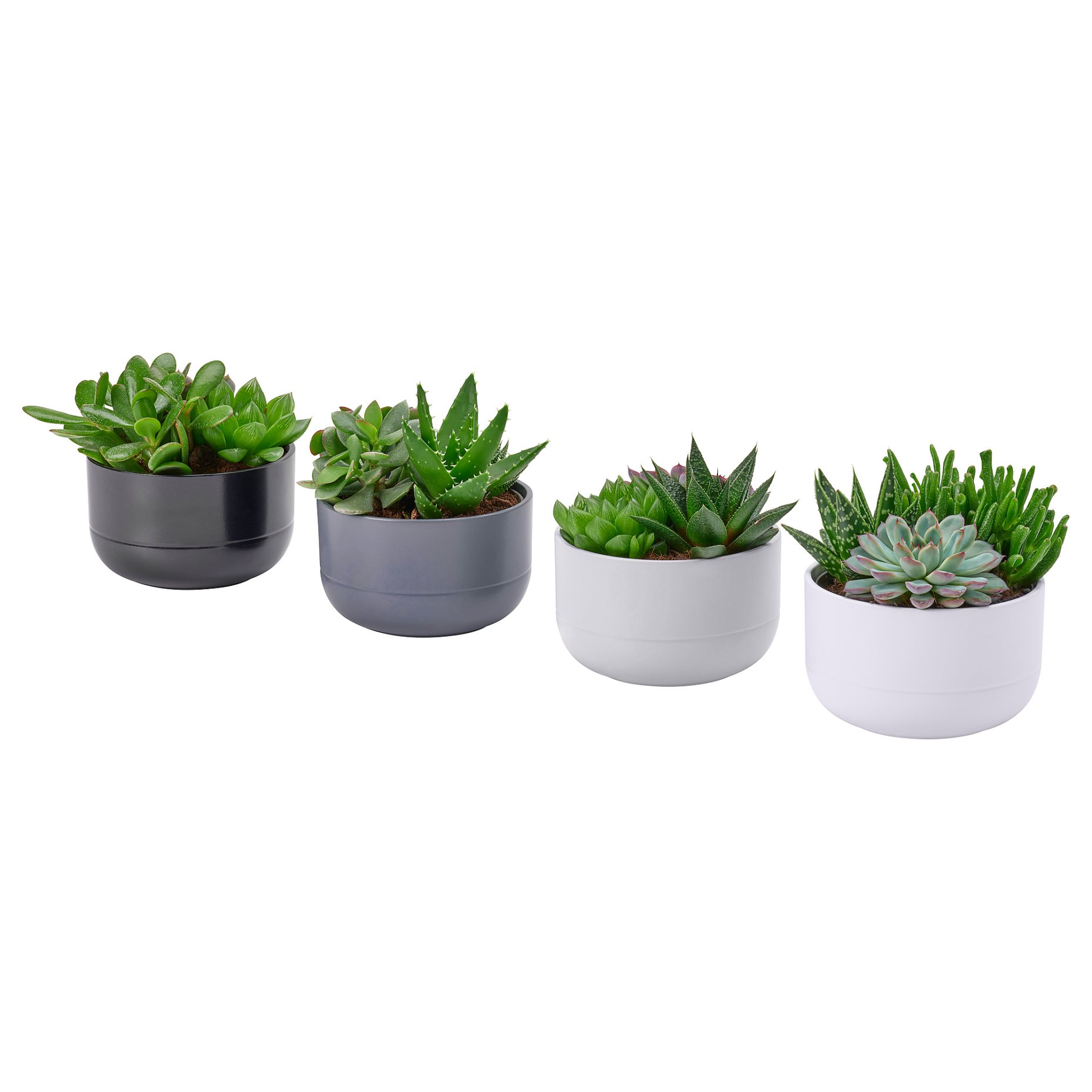 SUCCULENT, φυτό σε γλάστρα/Παχύφυτο, 14 cm, 405.986.86