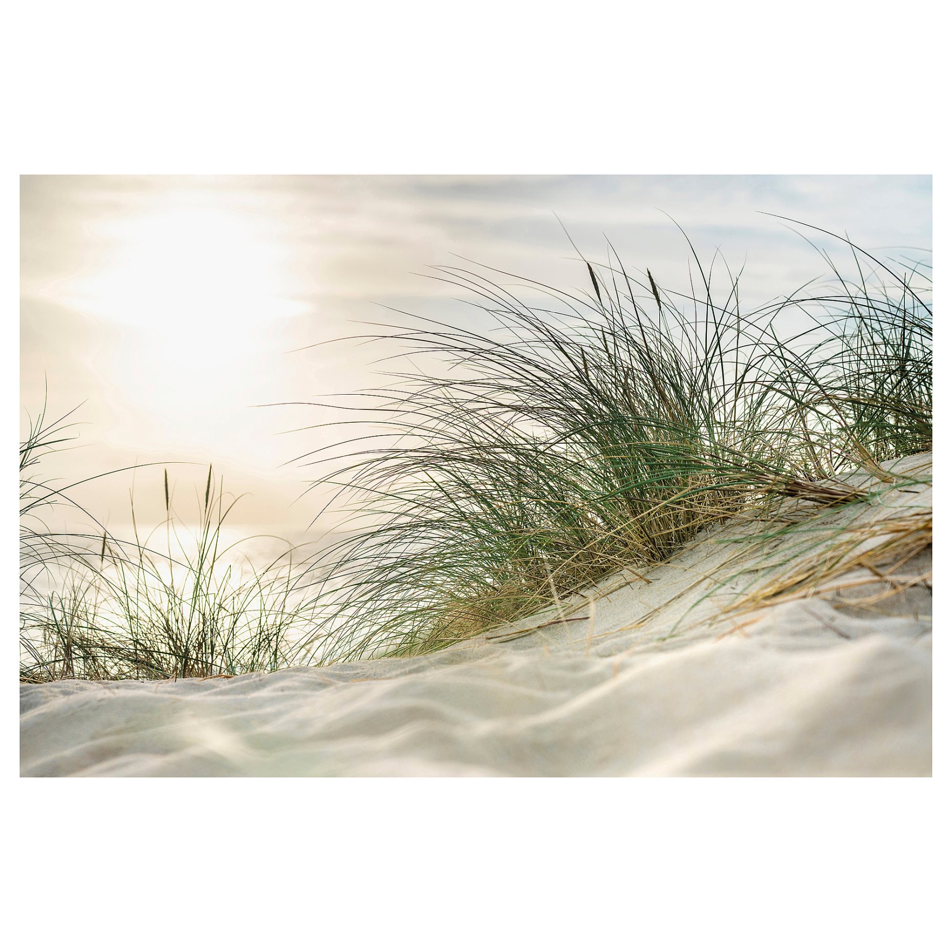 PJÄTTERYD, picture/beach grass, 118x78 cm, 406.187.93