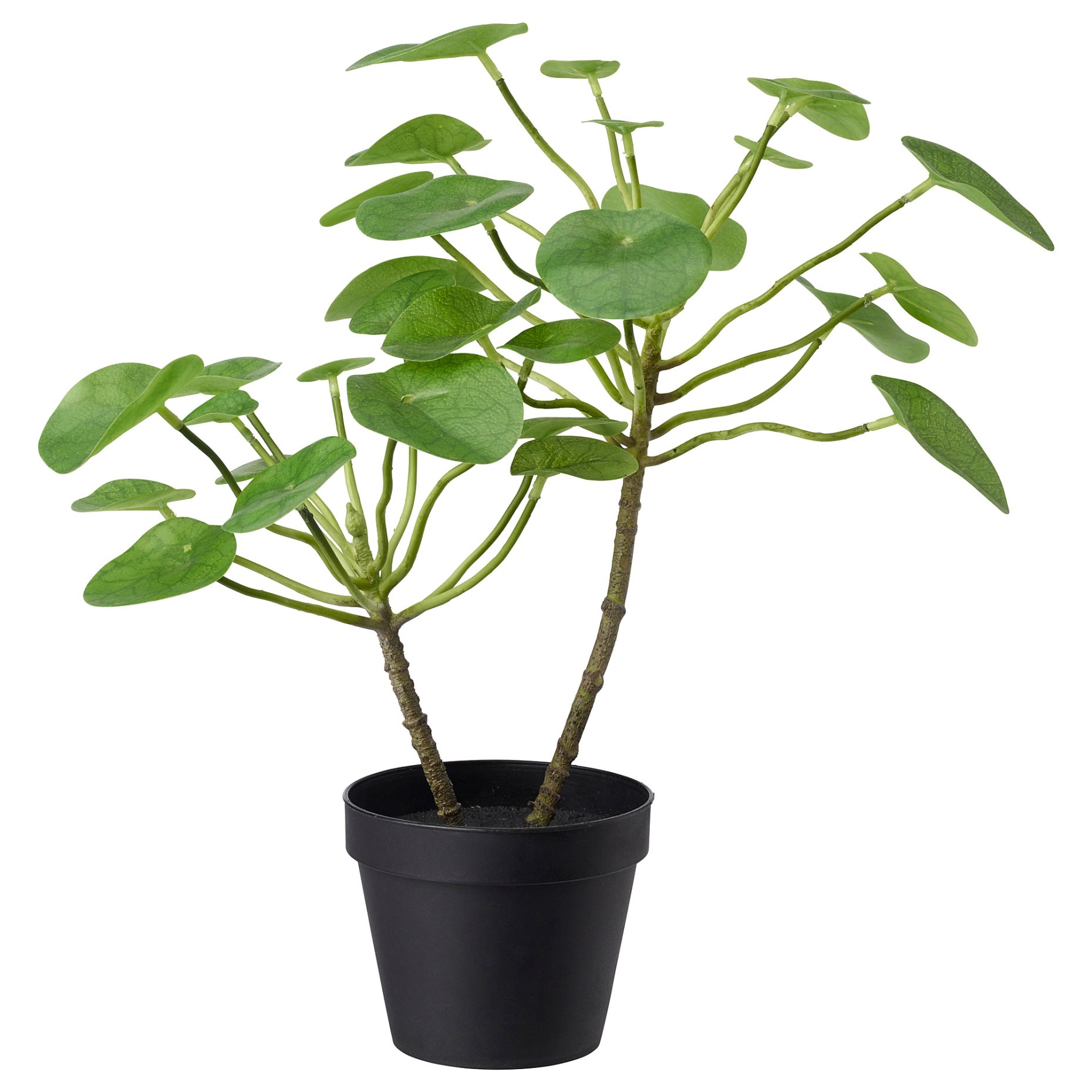 FEJKA, artificial potted plant in/outdoor/Pilea, 12 cm, 503.953.15