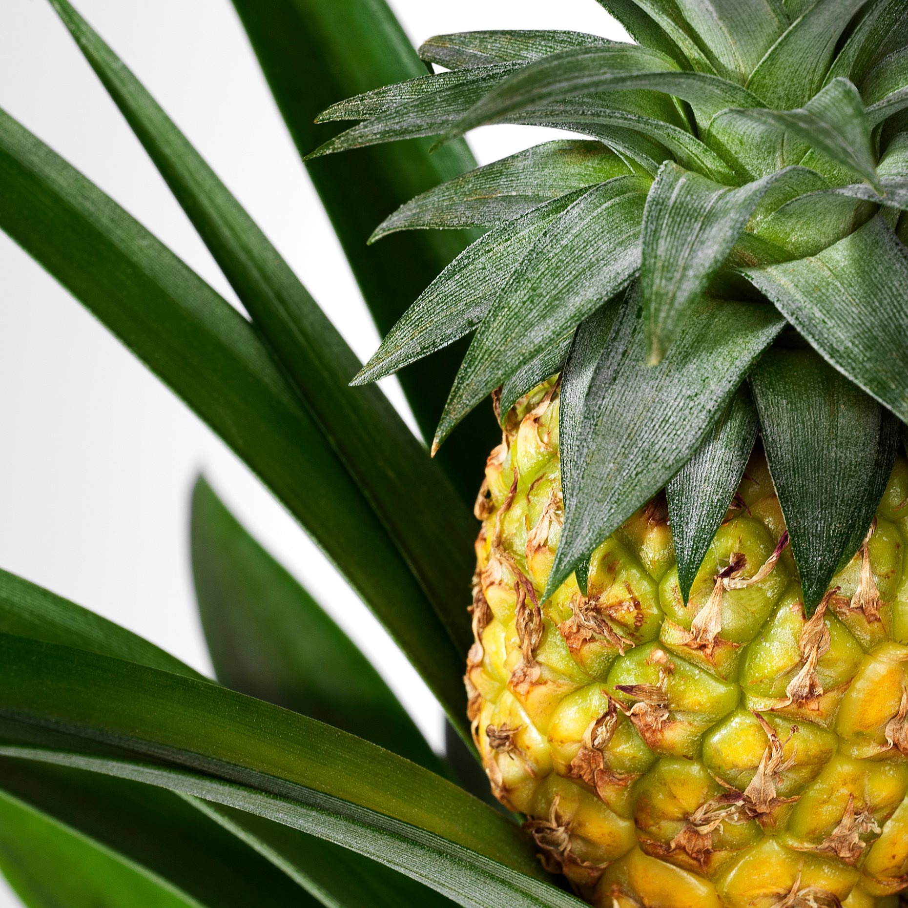 ANANAS, φυτό σε γλάστρα/Ανανάς, 12 cm, 505.281.79
