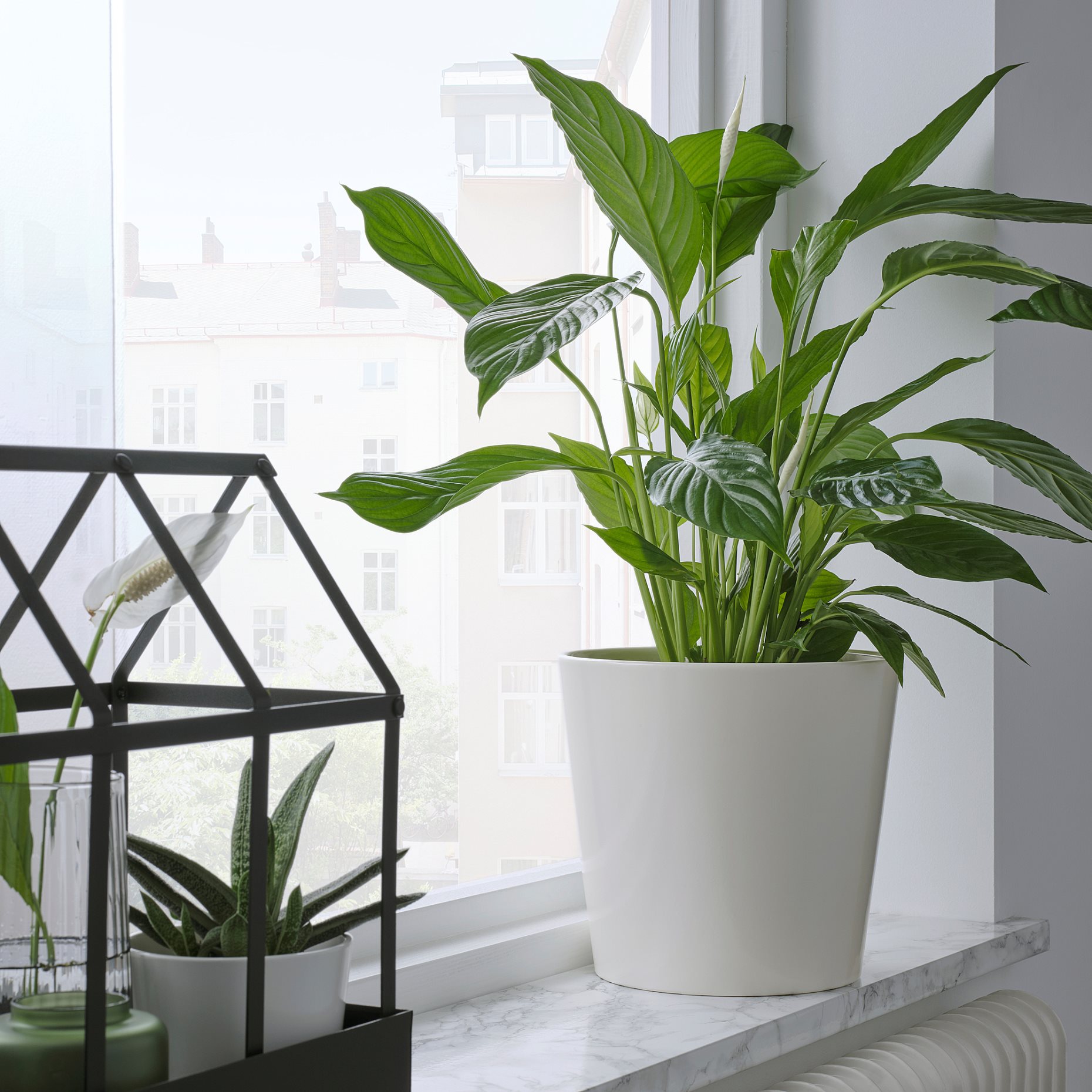 SOJABÖNA, plant pot, 19 cm, 505.335.76