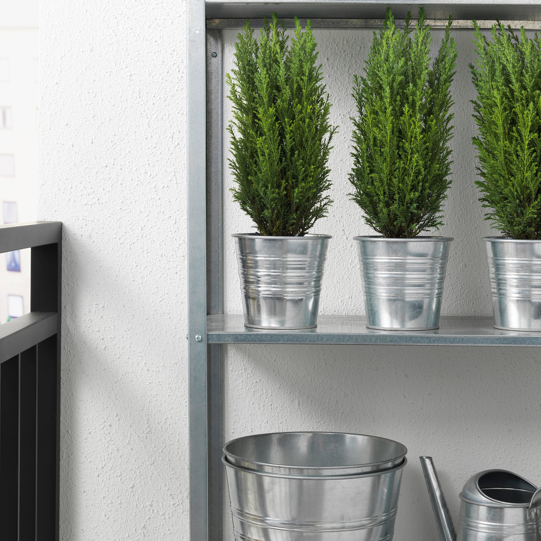 CHAMAECYPARIS, potted plant/False cypress, 10.5 cm, 506.126.01