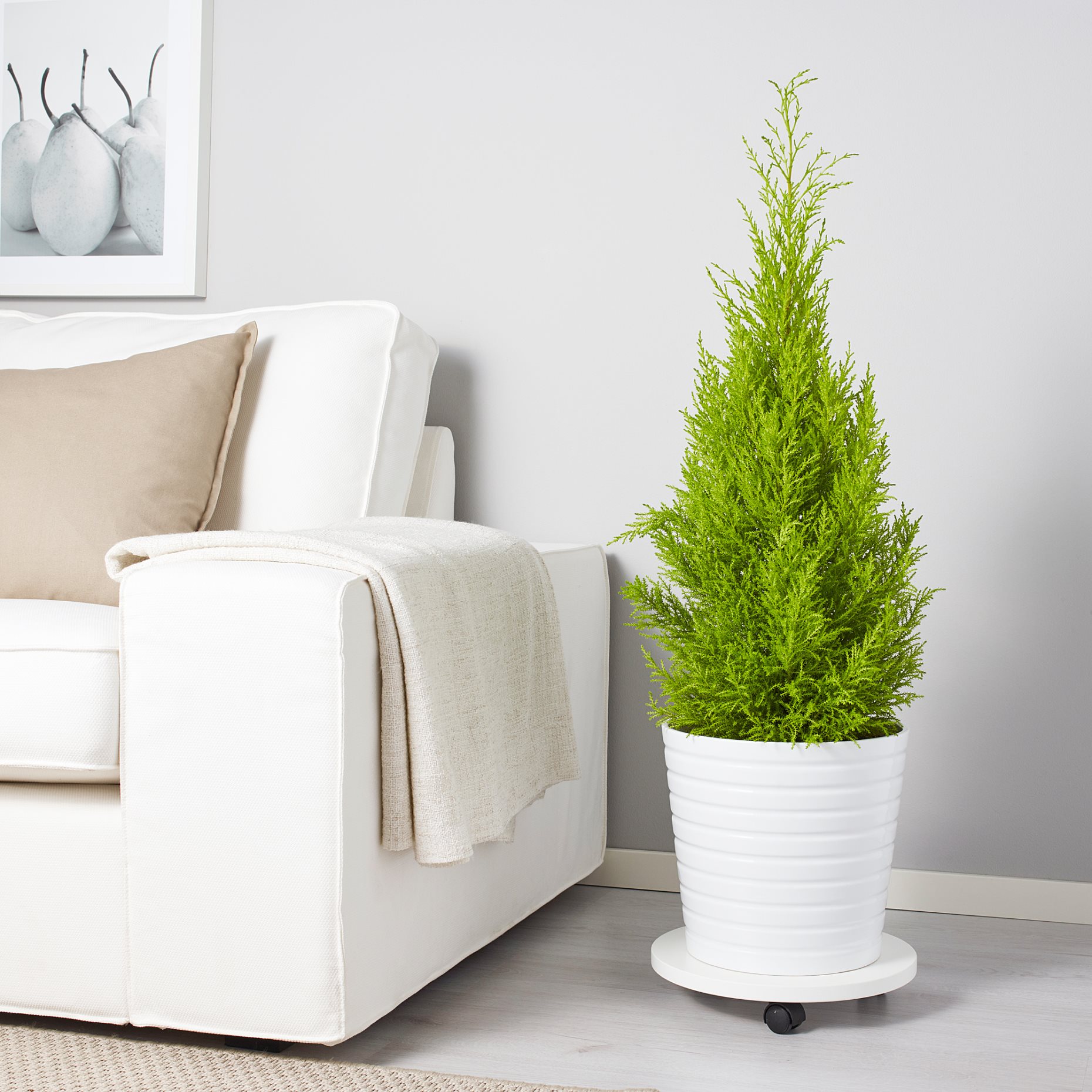 CUPRESSUS, potted plant/cypress, 24 cm, 506.127.62
