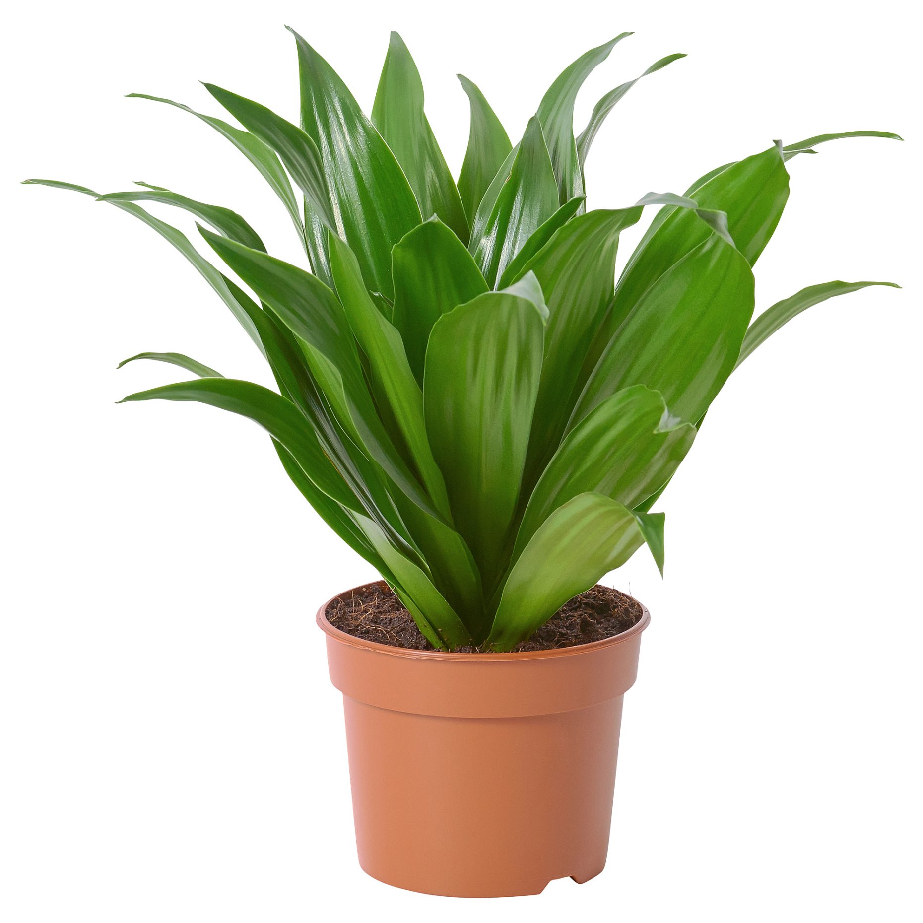 DRACAENA, φυτό σε γλάστρα, 9 cm, 605.045.35