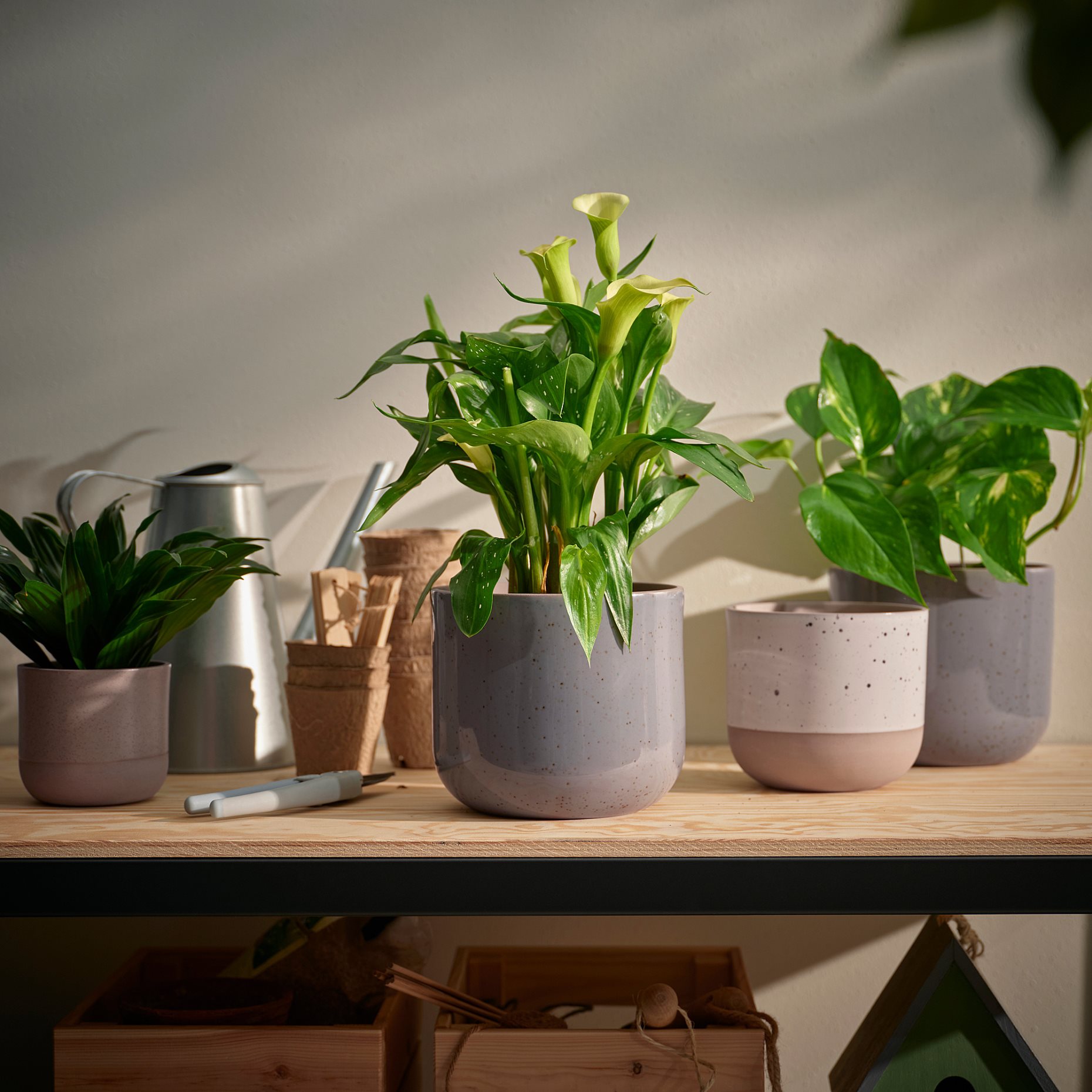 BUSKKAPRIFOL, plant pot in/outdoor/, 12 cm, 605.958.99
