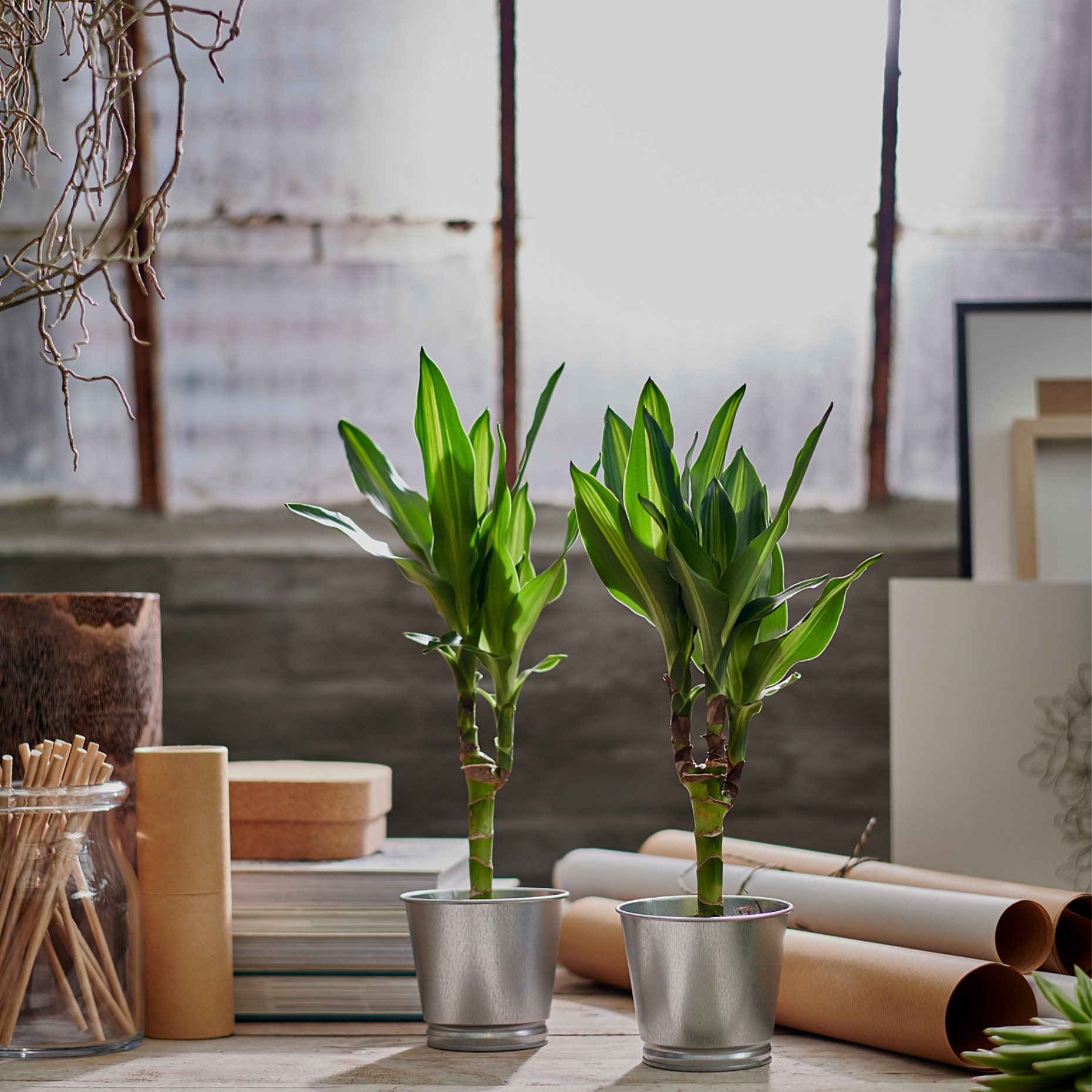 BINTJE, plant pot, 803.341.27