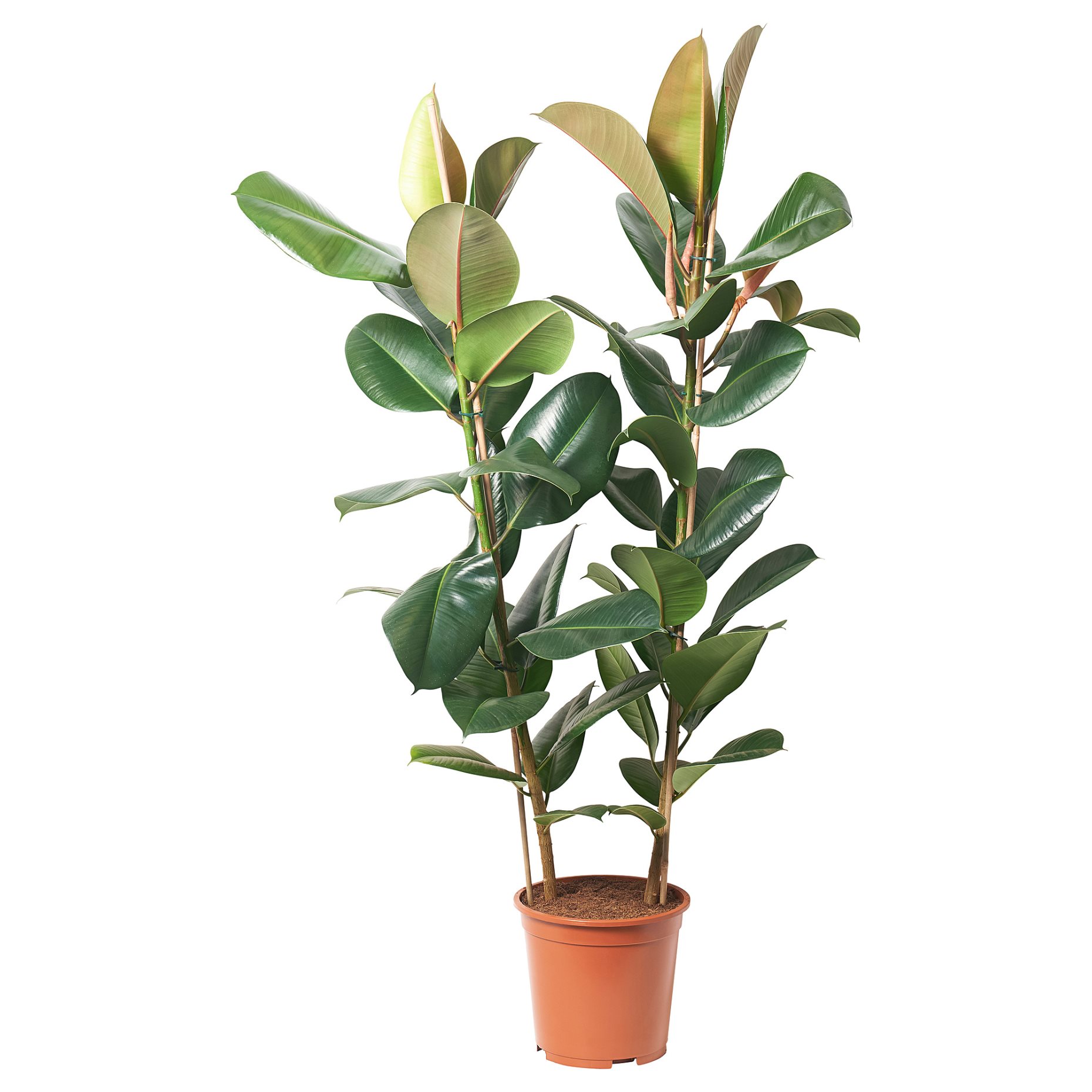 FICUS ELASTICA ROBUSTA, potted plant/2 stems, 27 cm, 804.952.00