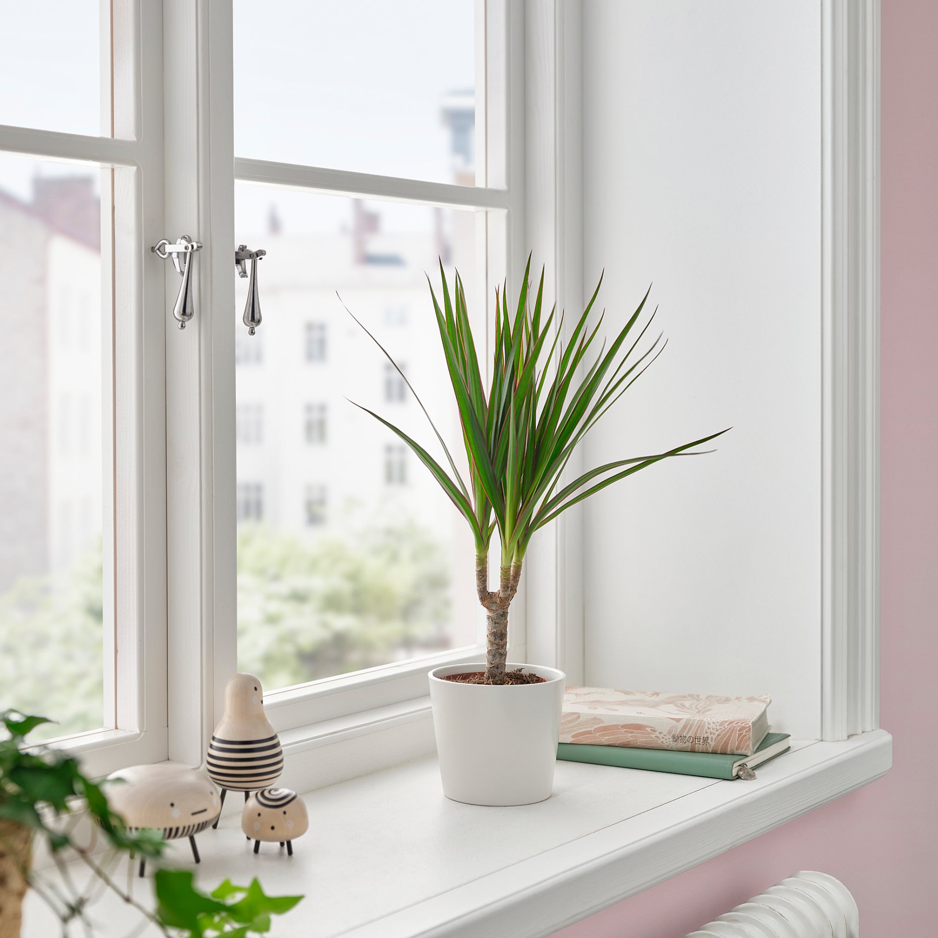 DRACAENA, φυτό σε γλάστρα/Δράκαινα Mαρτζινάτα, 9 cm, 805.986.89