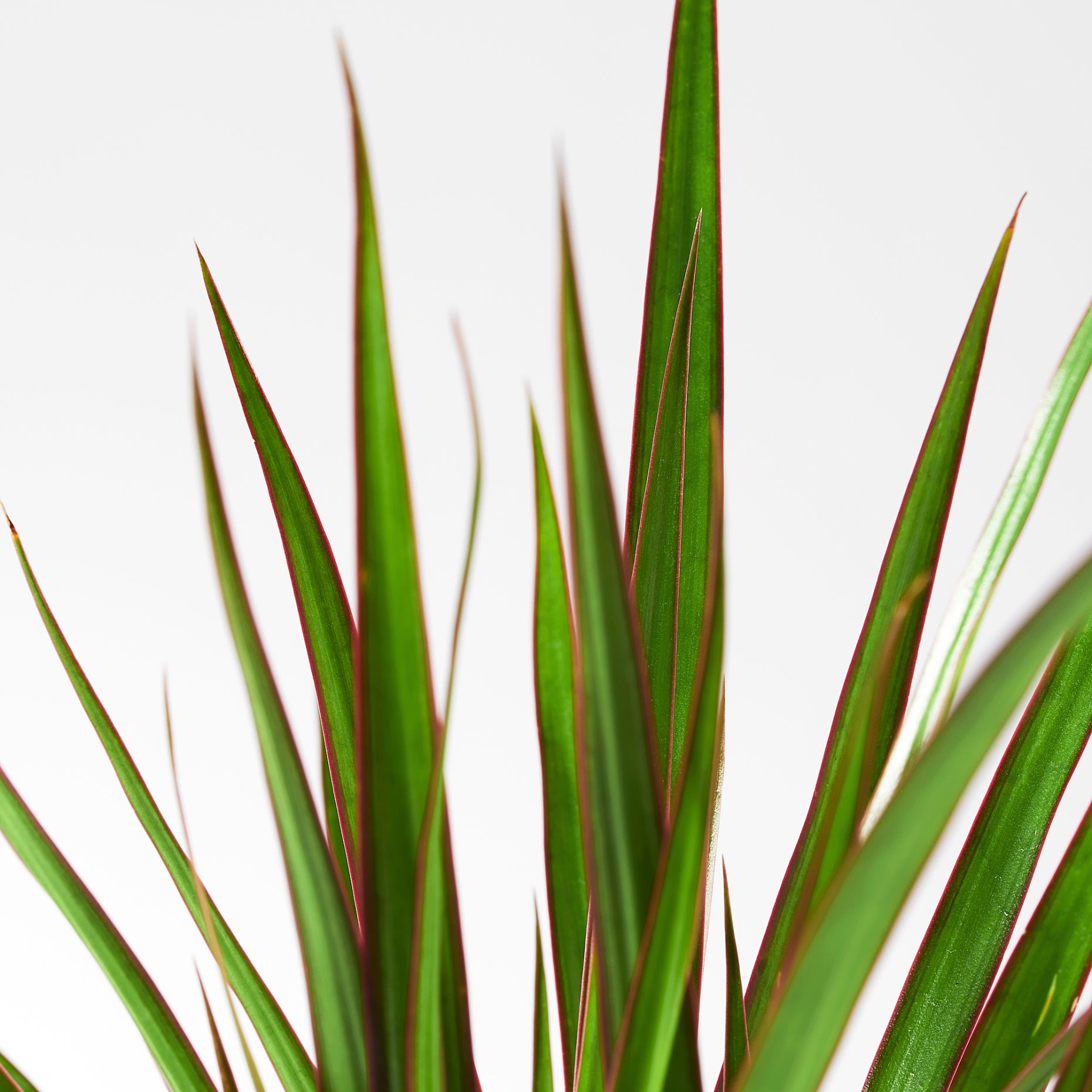 DRACAENA, φυτό σε γλάστρα/Δράκαινα Mαρτζινάτα, 9 cm, 805.986.89