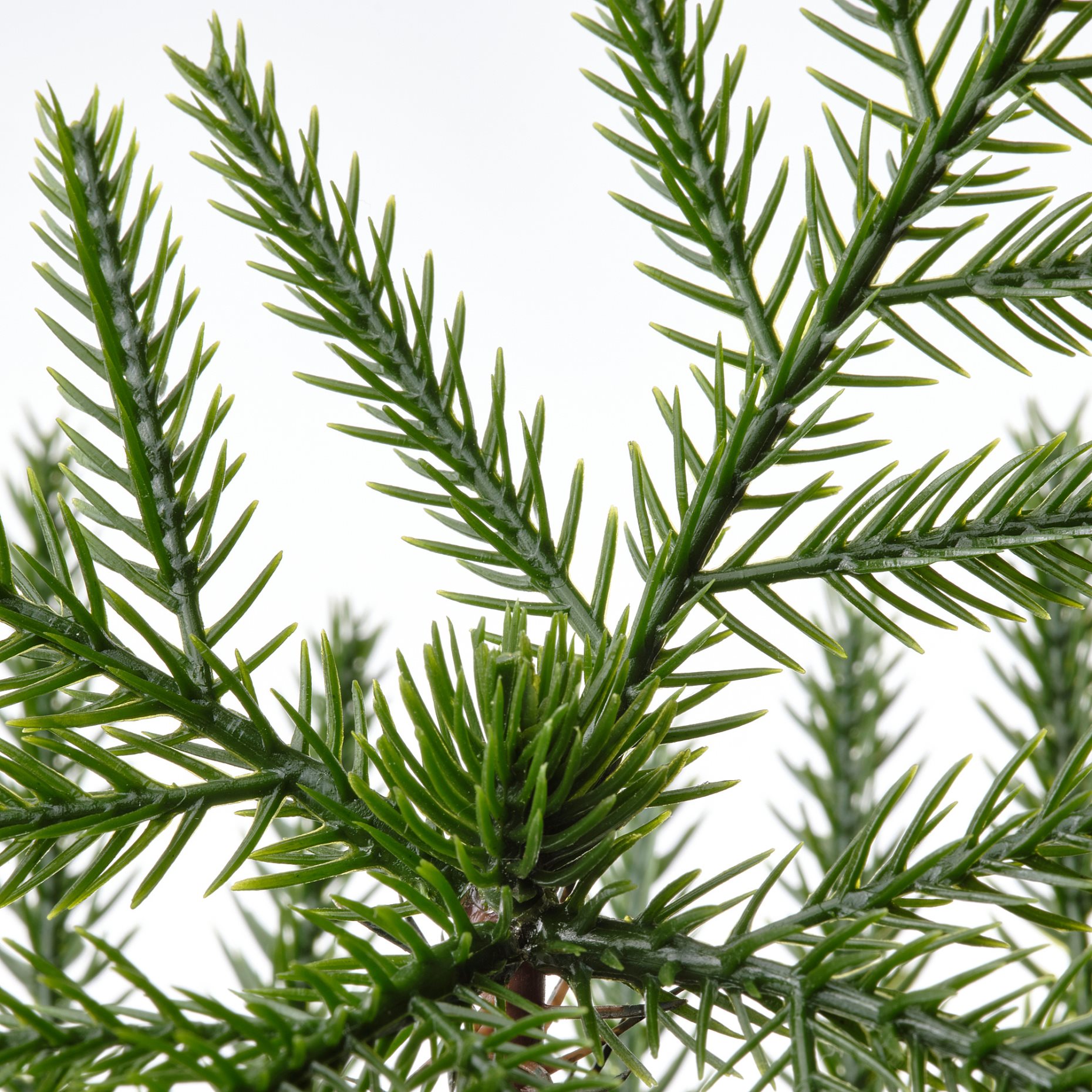 FEJKA, artificial potted plant/Norfolk island pine/In/outdoor, 9 cm, 905.230.66