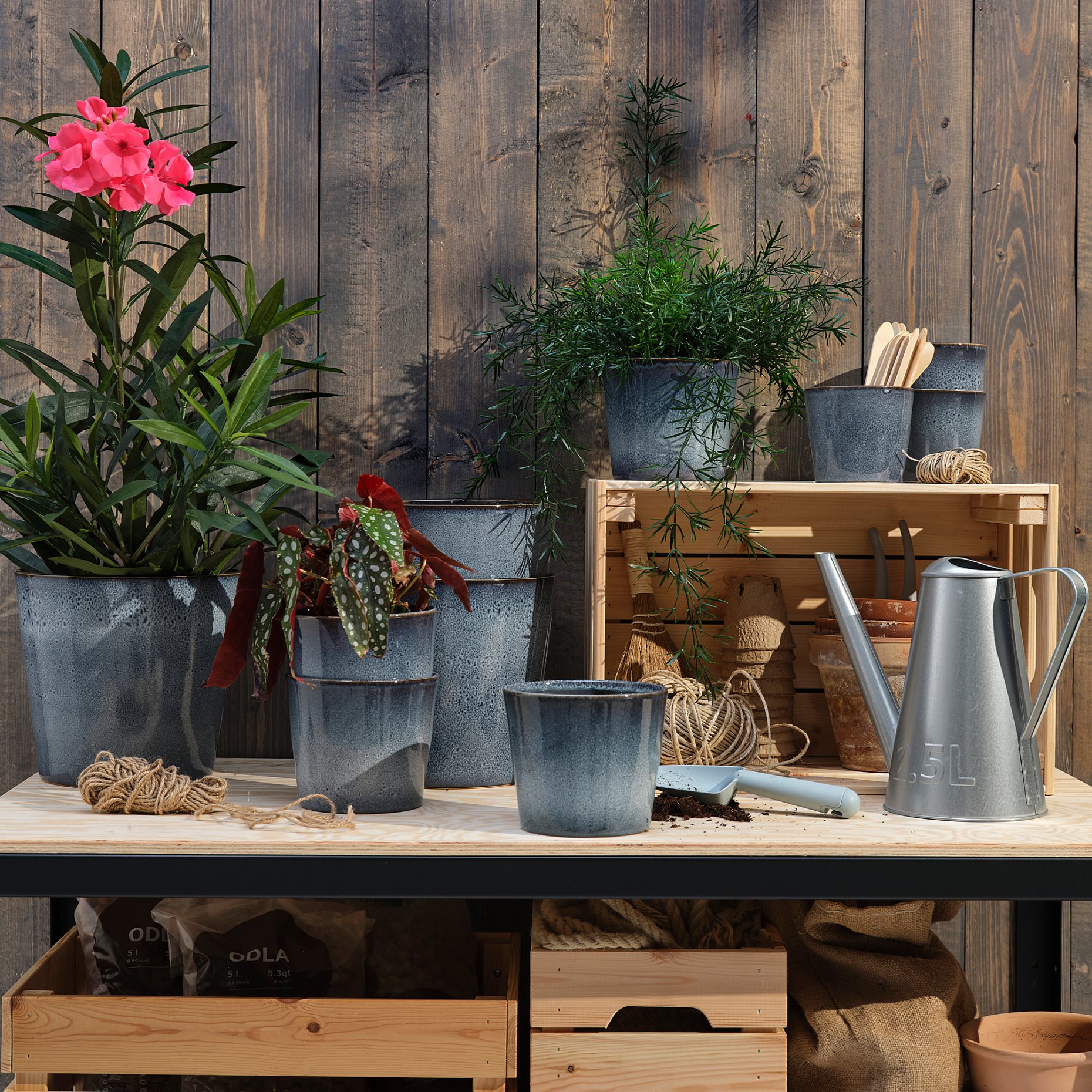 FJÄRILSBUSKE, plant pot/in/outdoor, 9 cm, 905.866.57