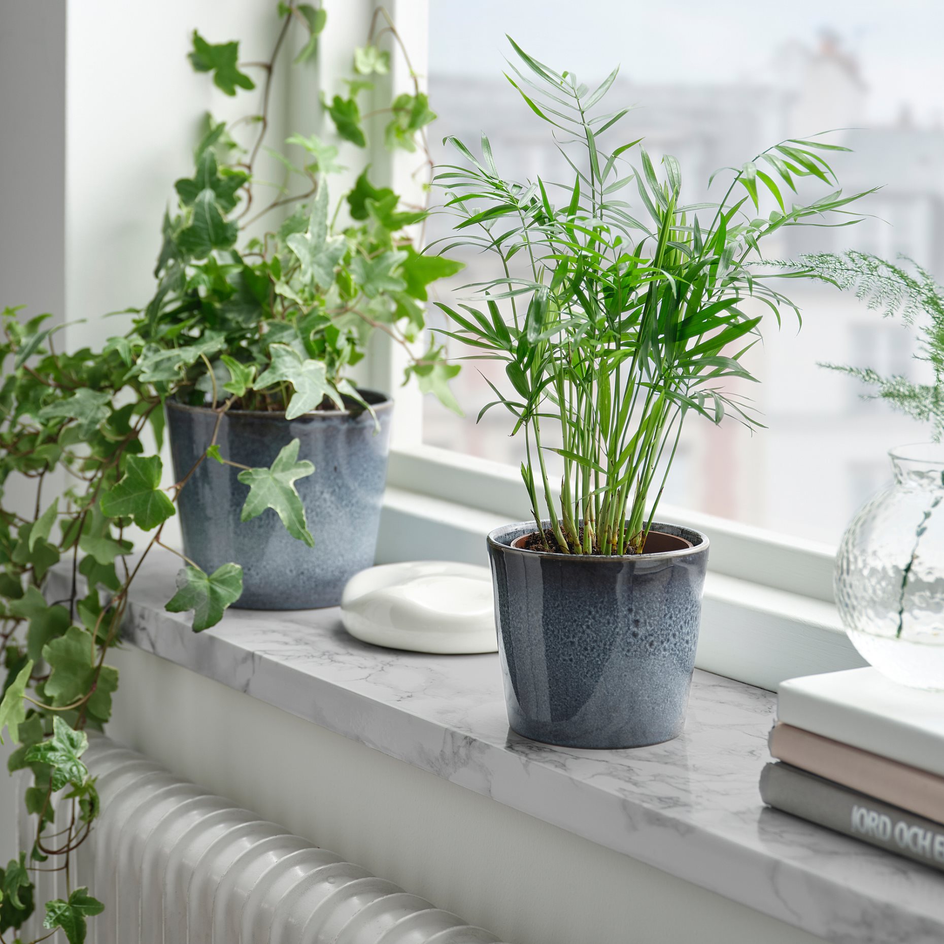 FJÄRILSBUSKE, plant pot/in/outdoor, 9 cm, 905.866.57