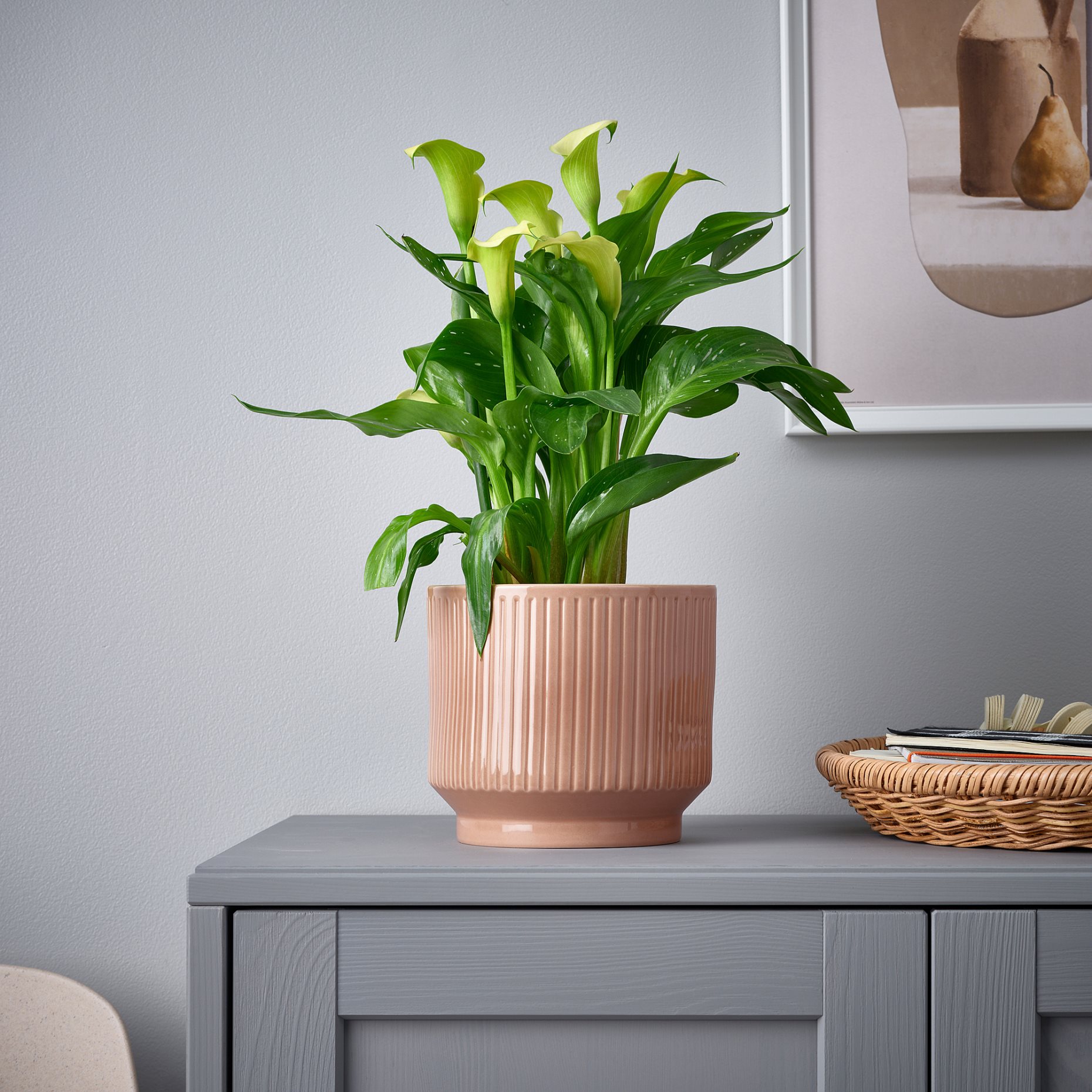 HONUNGSPALM, plant pot in/outdoor, 15 cm, 905.957.94