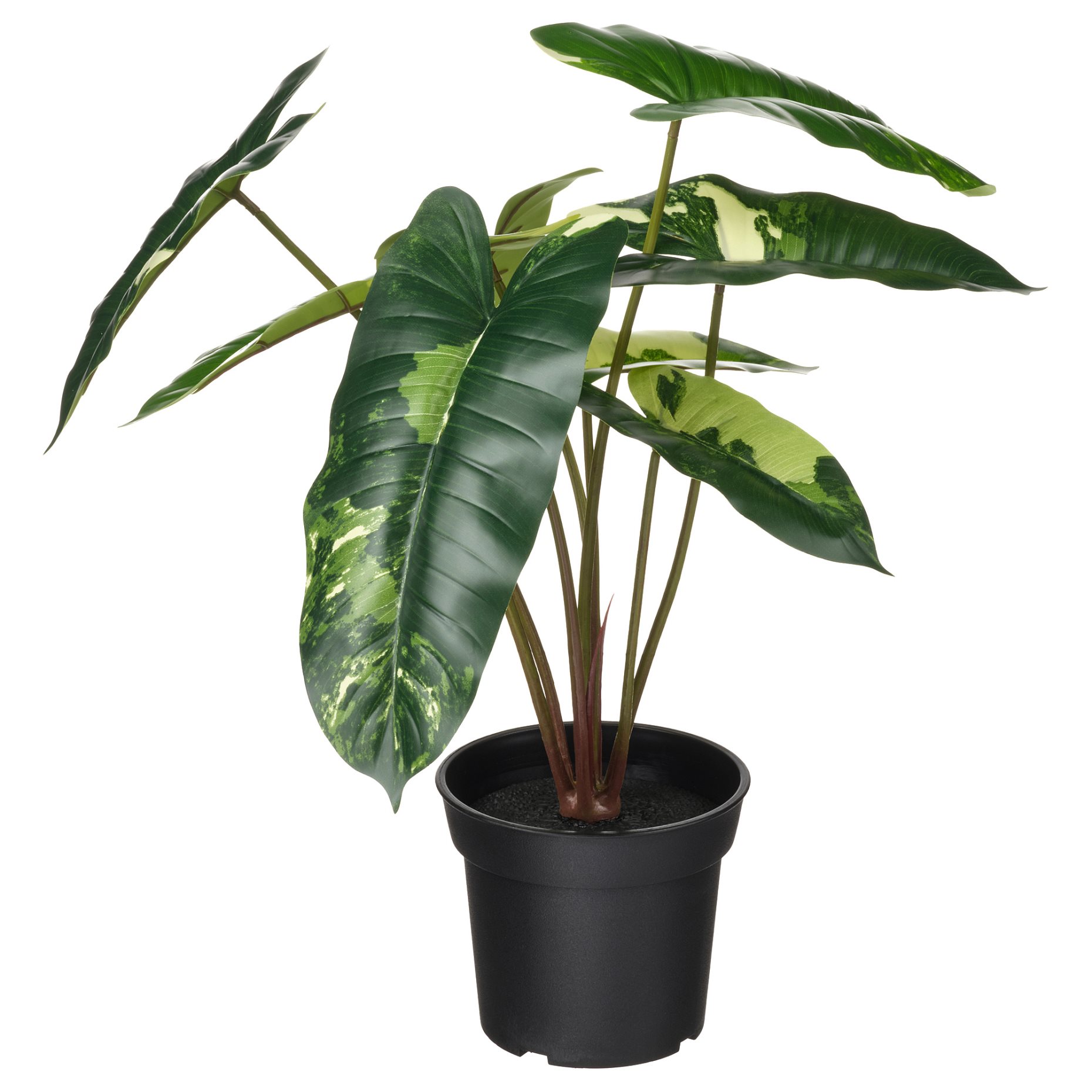 FEJKA, artificial potted plant in/outdoor/Philodendron, 15 cm, 906.008.56