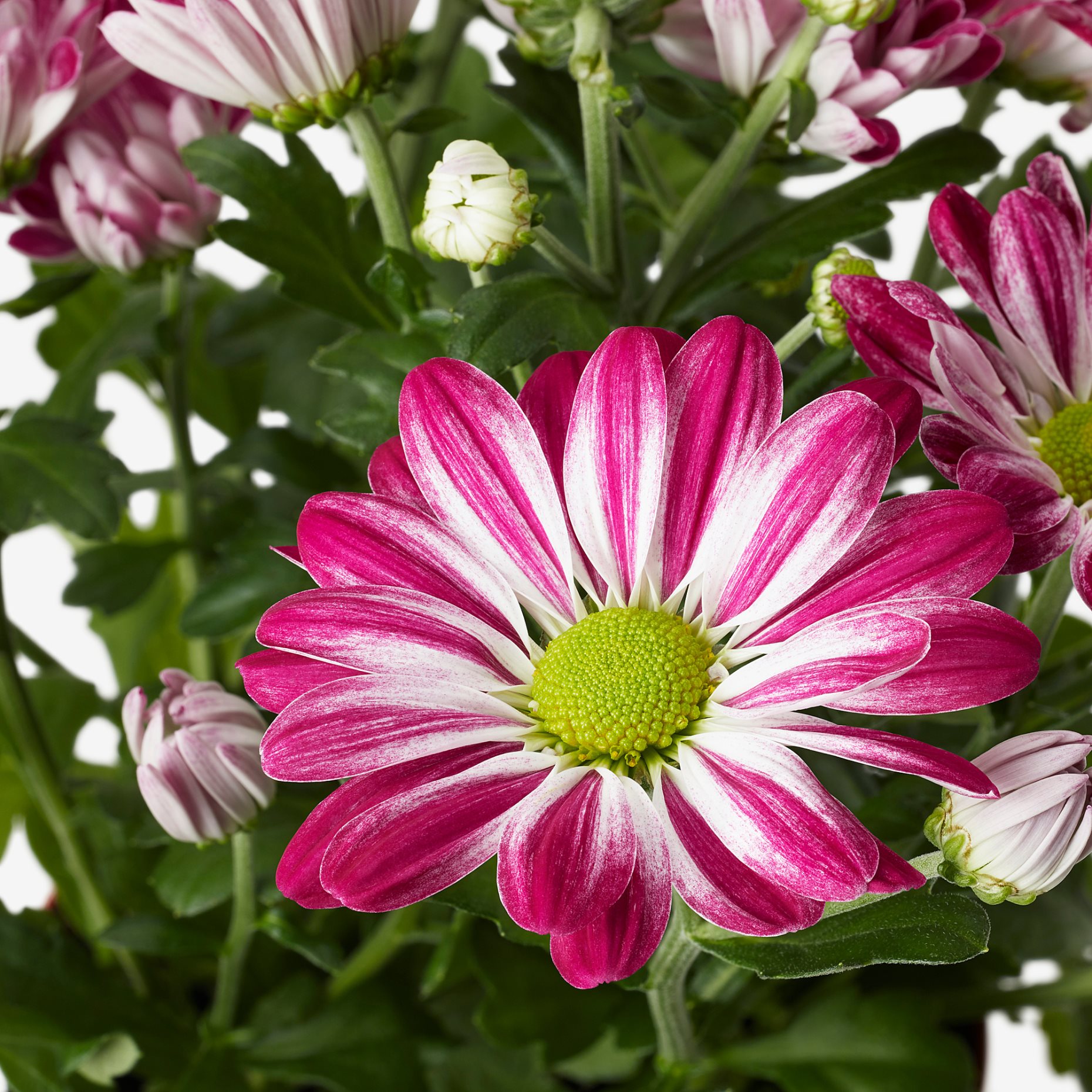 CHRYSANTHEMUM, potted plant/Chrysanthemums, 15 cm, 906.127.60