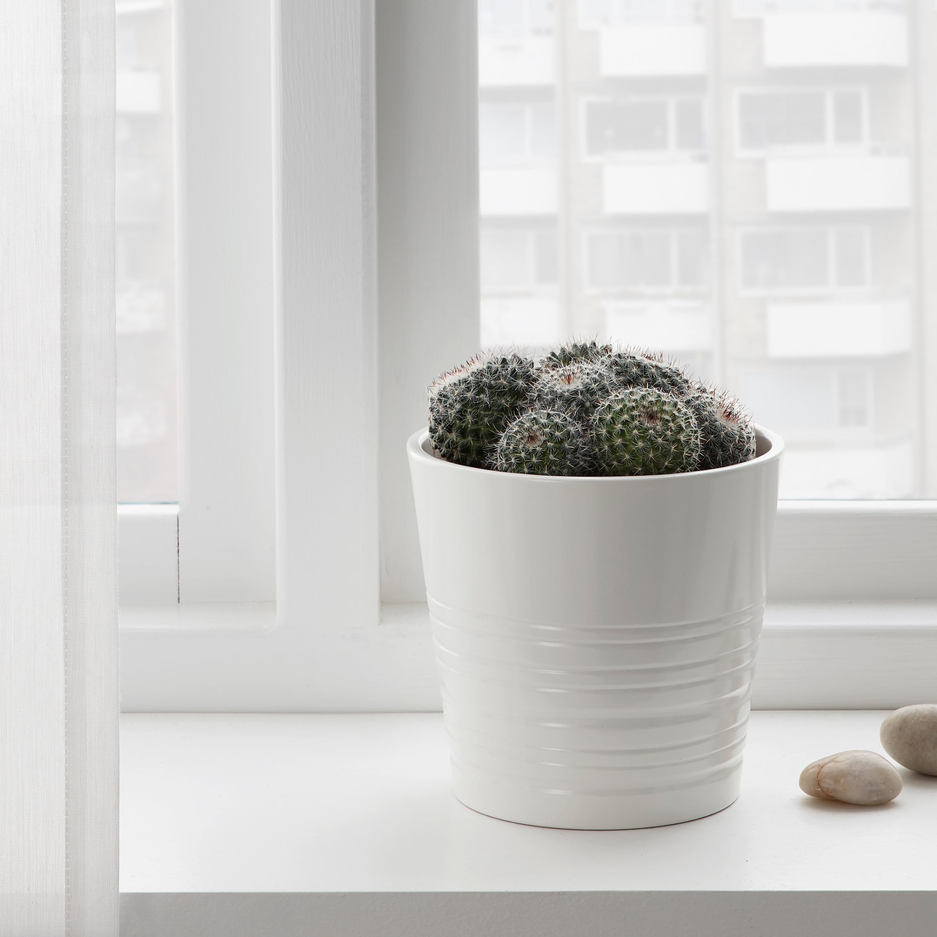 CACTACEAE, Φυτό, 003.109.60