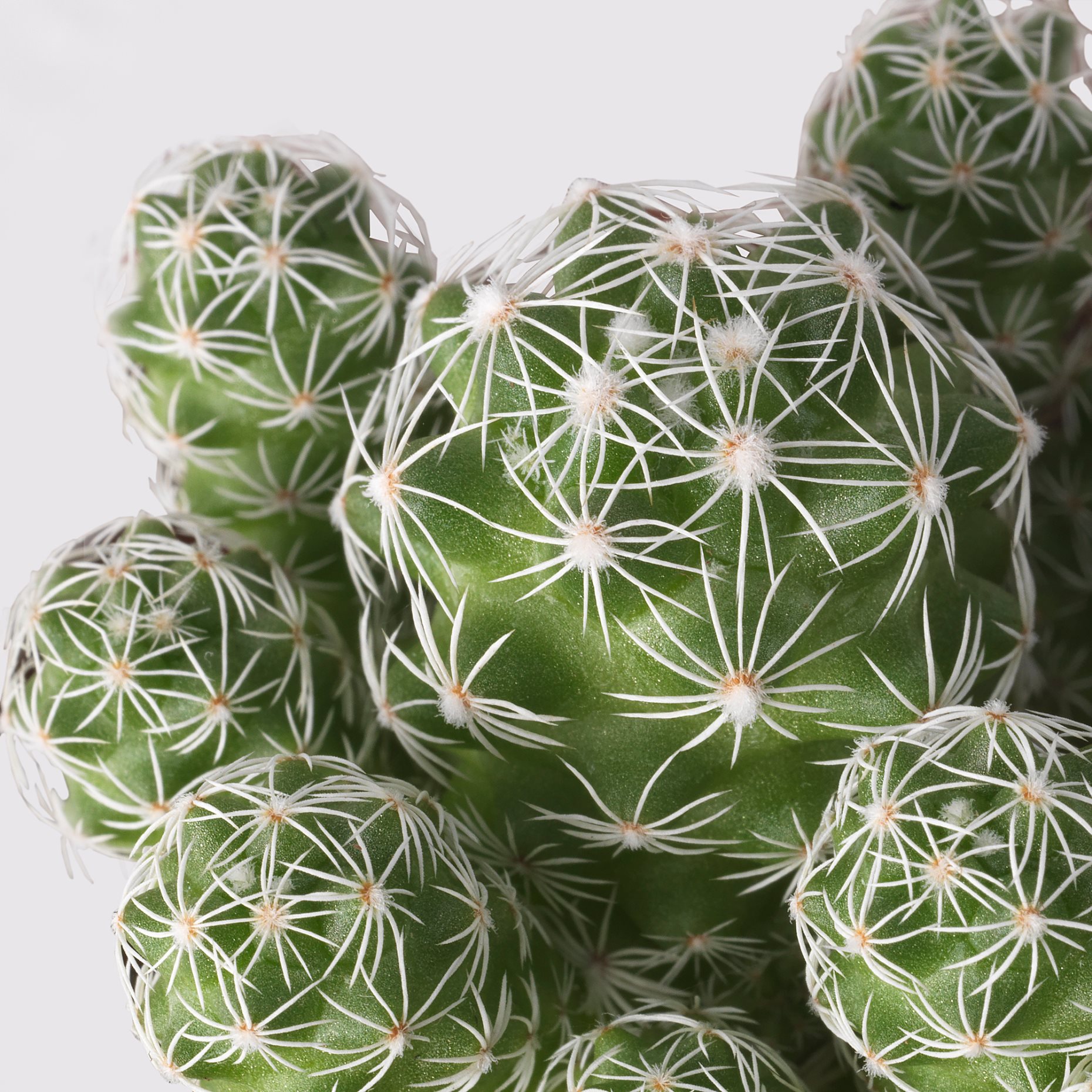 CACTACEAE, Φυτό, 003.109.60