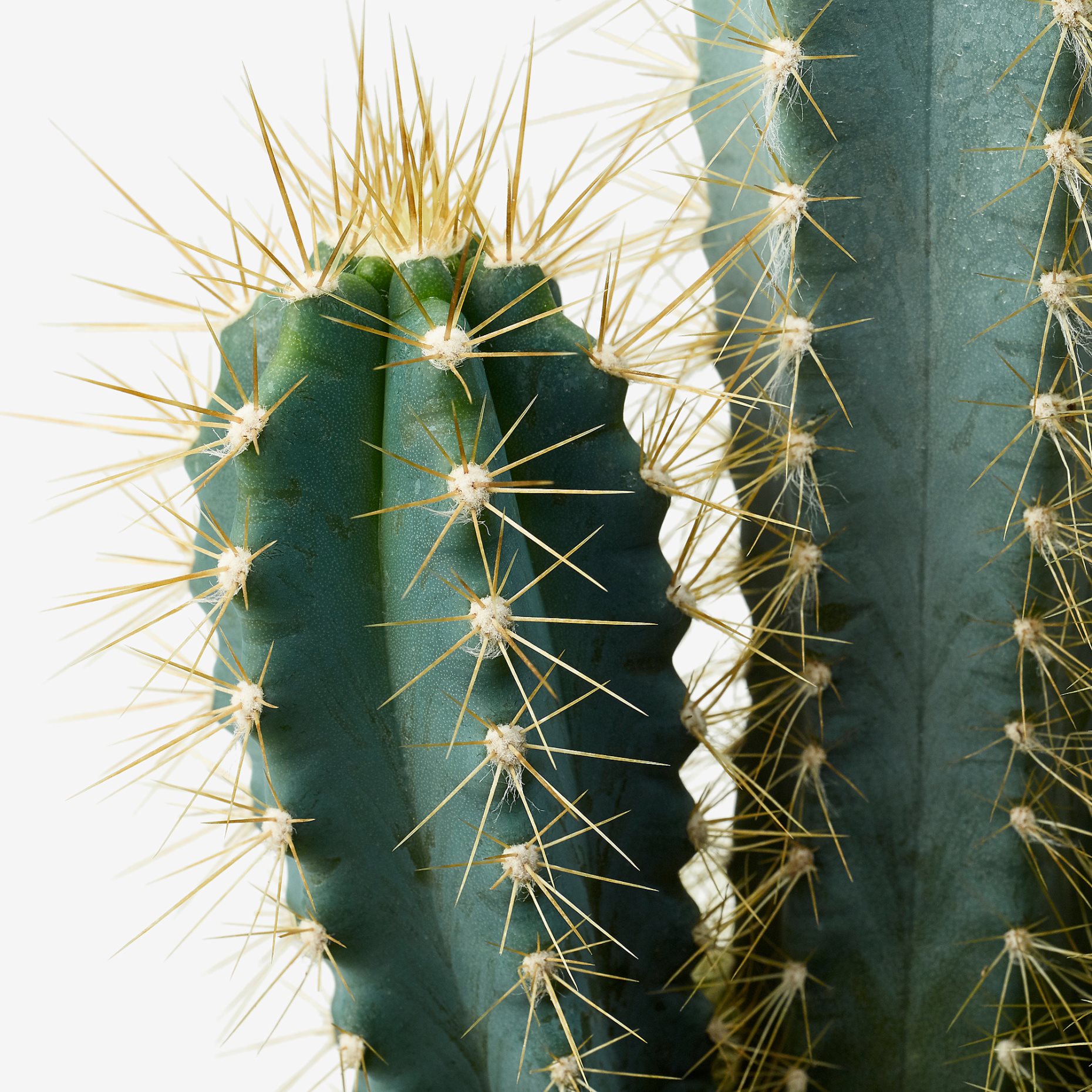 CACTACEAE, Φυτό, 003.109.60