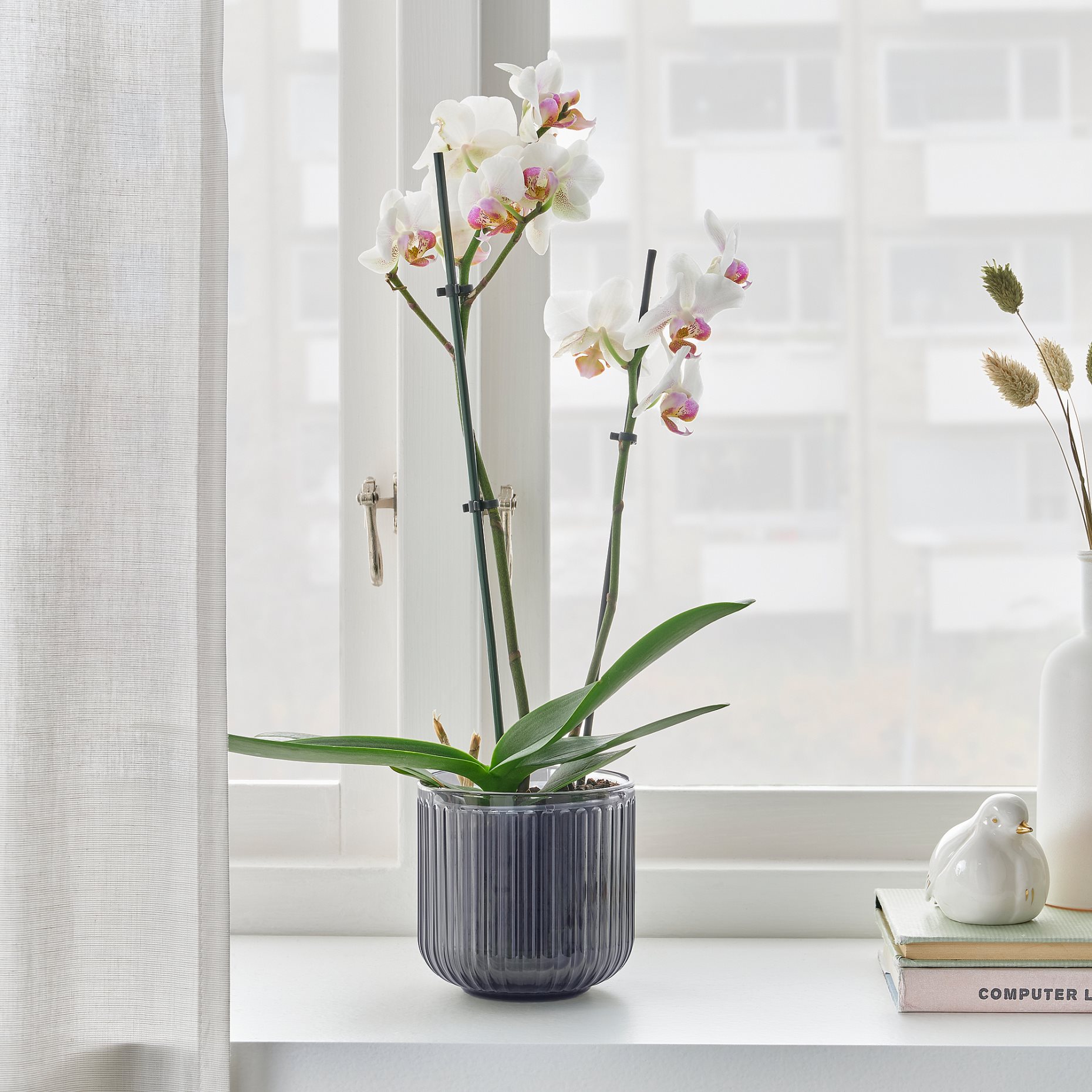 PHALAENOPSIS, Φυτό, Ορχιδέα 2 βλαστοί, 103.033.65