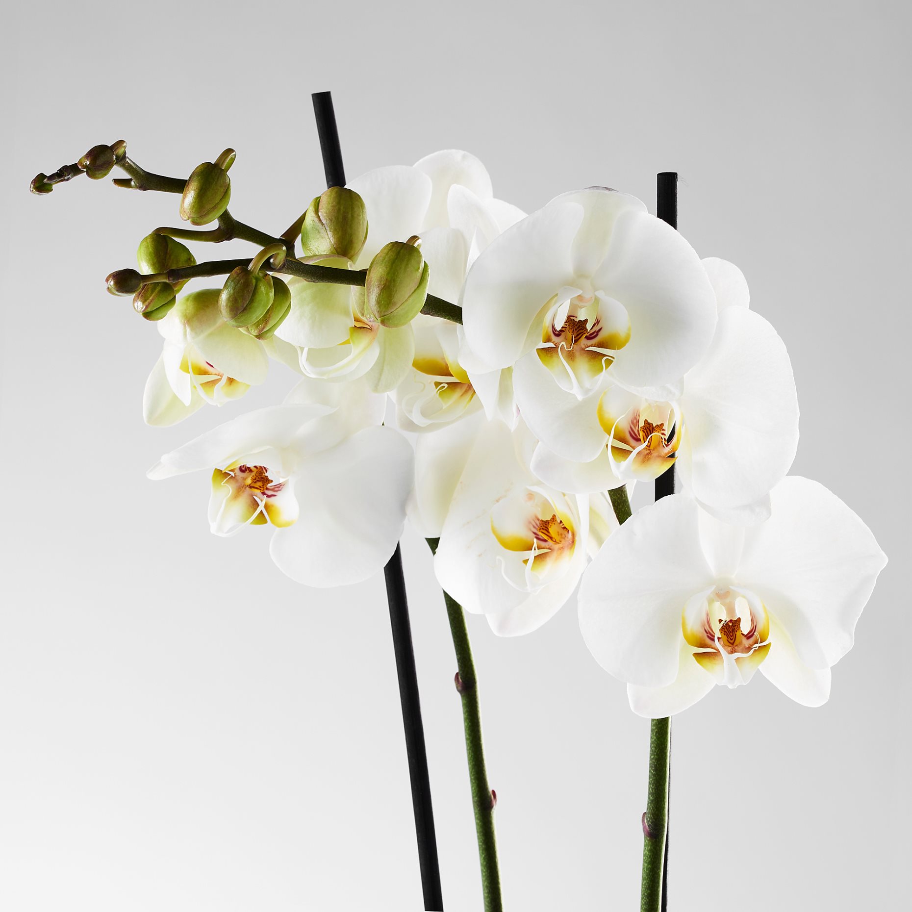 PHALAENOPSIS, Φυτό, Ορχιδέα 2 βλαστοί, 103.033.65