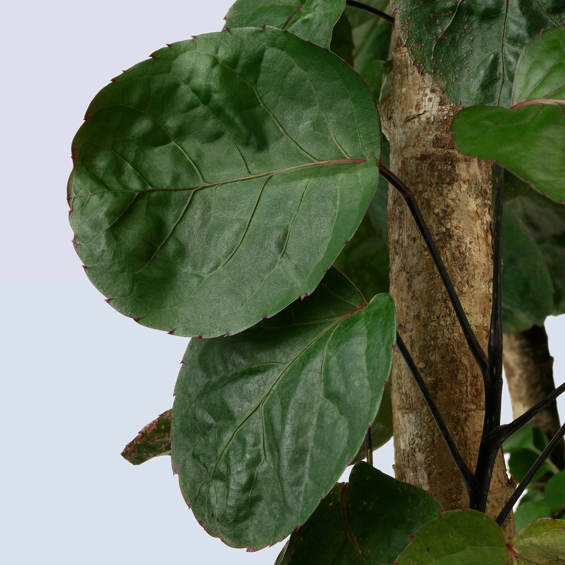 POLYSCIAS, φυτό σε γλάστρα/Αράλια διάφορα, 24 cm, 203.874.11