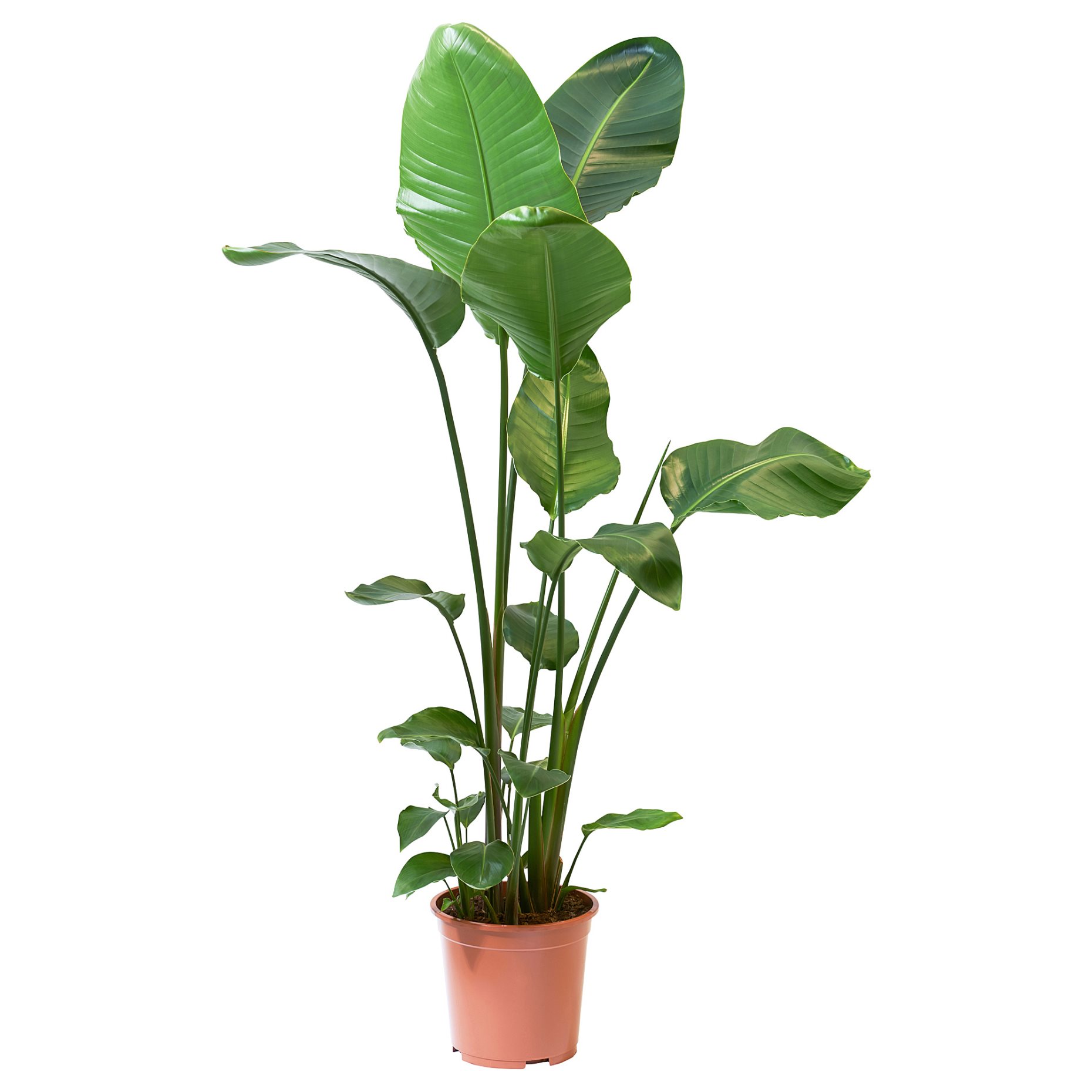 STRELITZIA, potted plant/Bird of paradise, 27 cm, 204.662.53