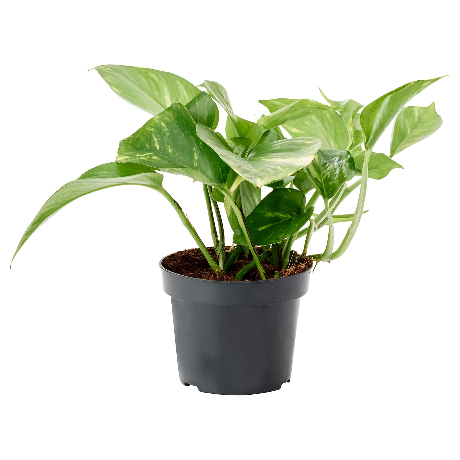 EPIPREMNUM, potted plant/Golden Pothos, 12 cm, 205.281.90