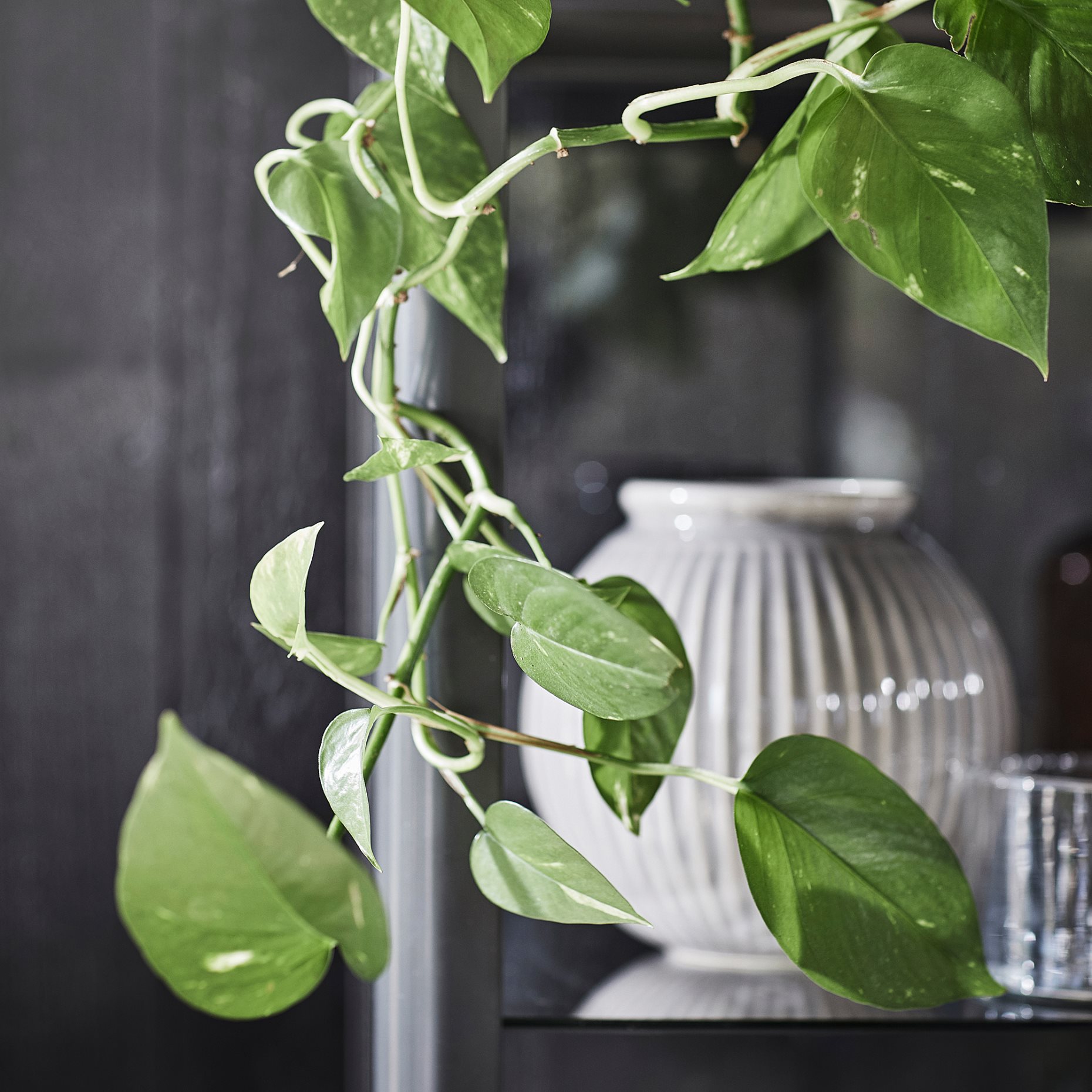 EPIPREMNUM, potted plant/Golden Pothos, 12 cm, 205.281.90