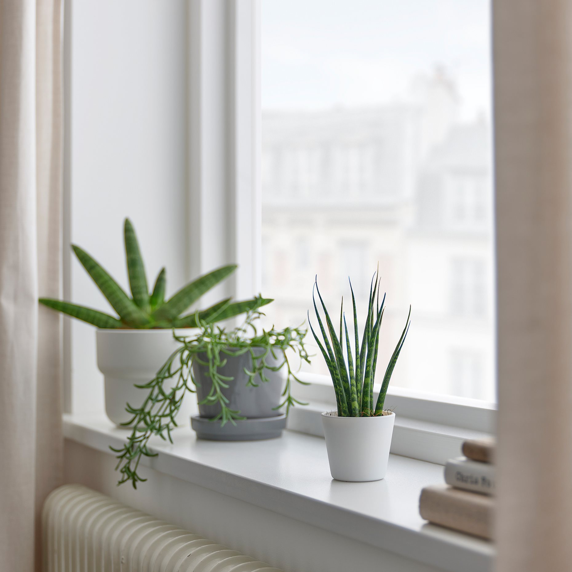 SANSEVIERIA, potted plant with pot, Snake plant, 304.020.34
