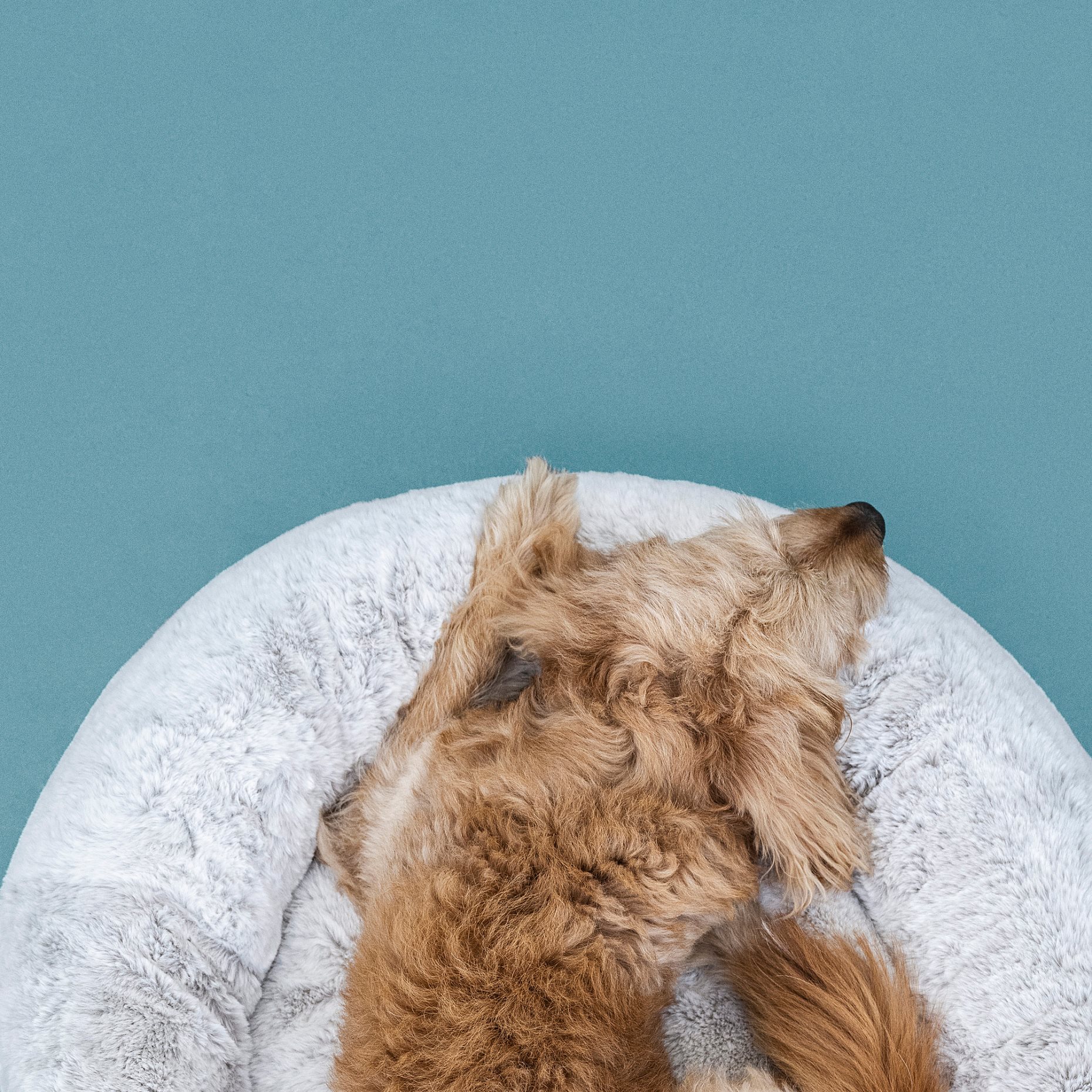 UTSADD, κρεβάτι για κατοικίδιο/L,  90 cm, 405.705.88