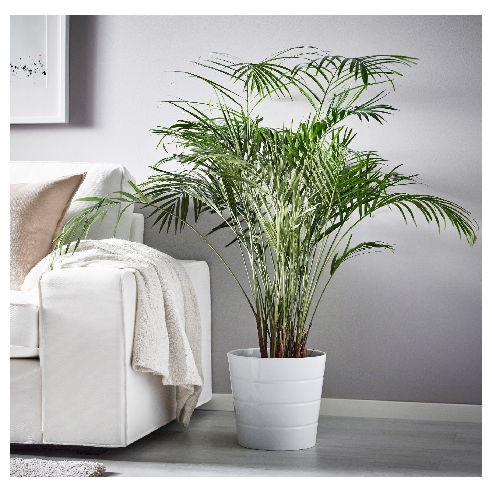 DYPSIS LUTESCENS, potted plant, Areca palm, 468.040.05
