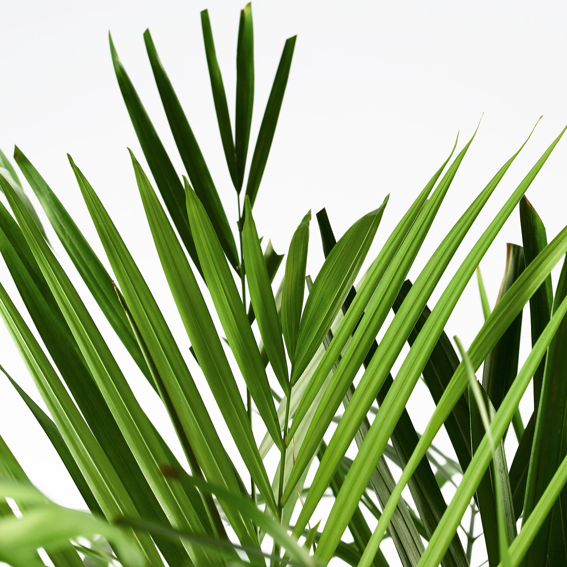 DYPSIS LUTESCENS, potted plant, Areca palm, 468.040.05