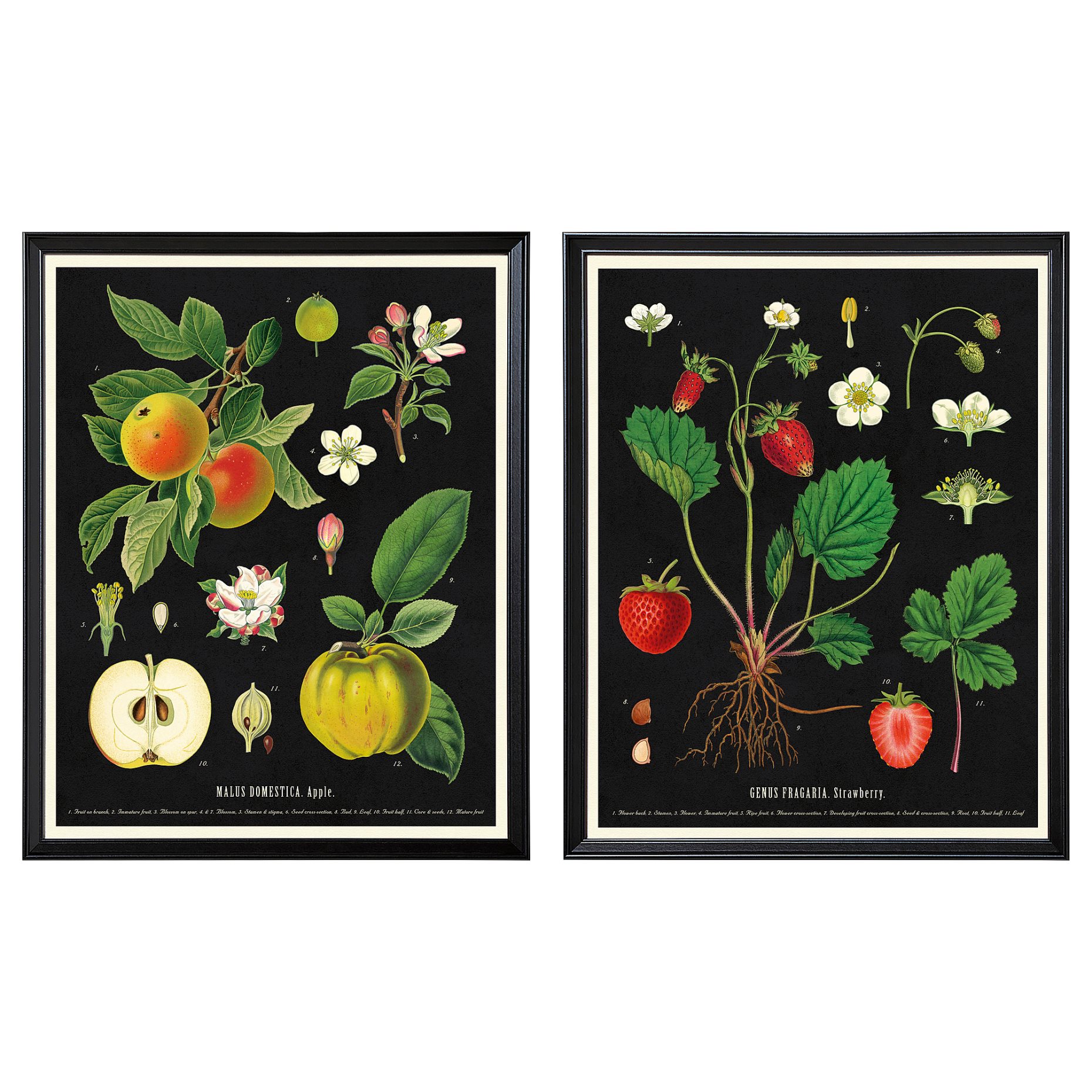 KNOPPÄNG, frame with poster/vintage botanical fruit charts, 40x50 cm, 505.788.95